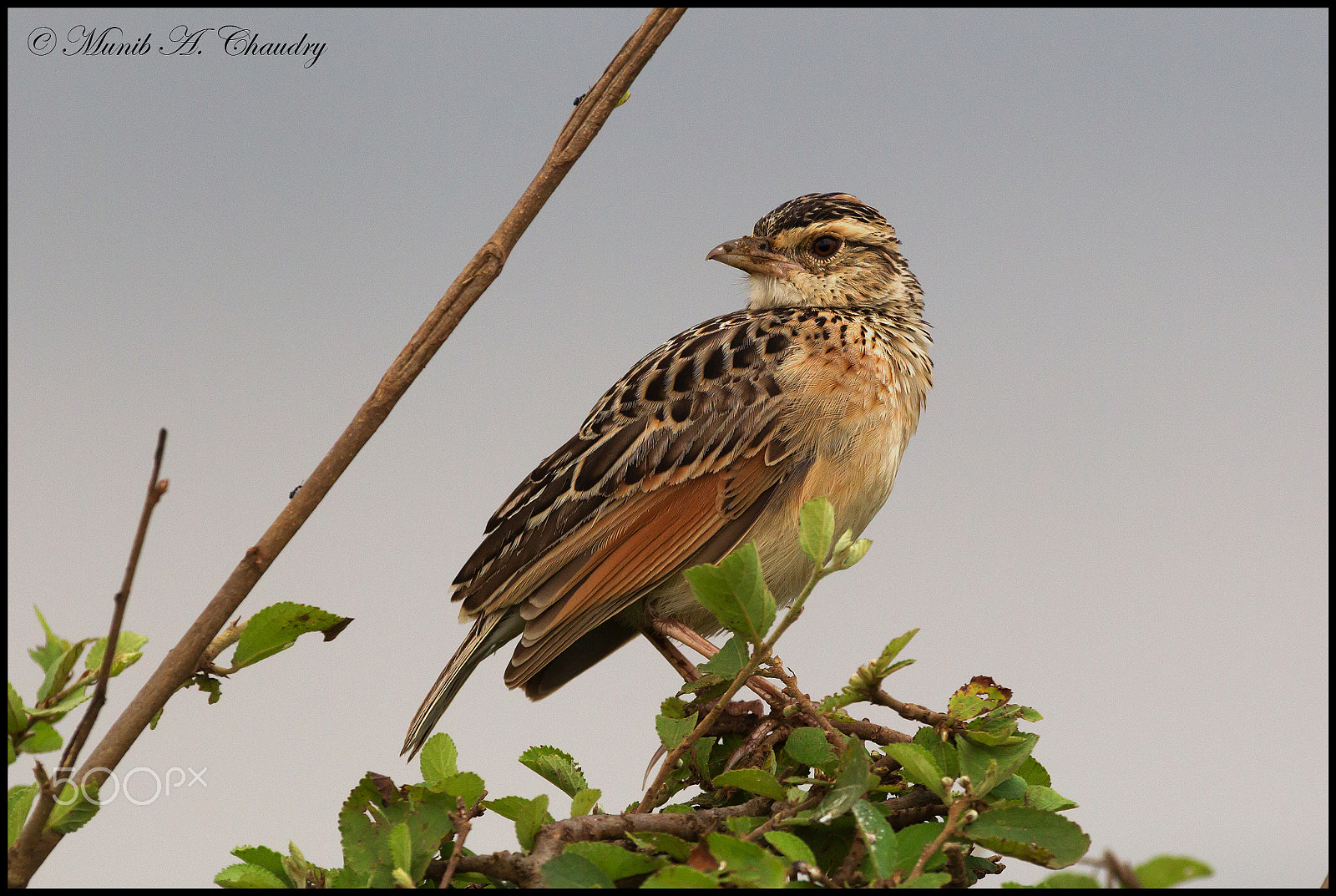 Canon EF 200-400mm F4L IS USM Extender 1.4x sample photo. Rufous naped lark big photography