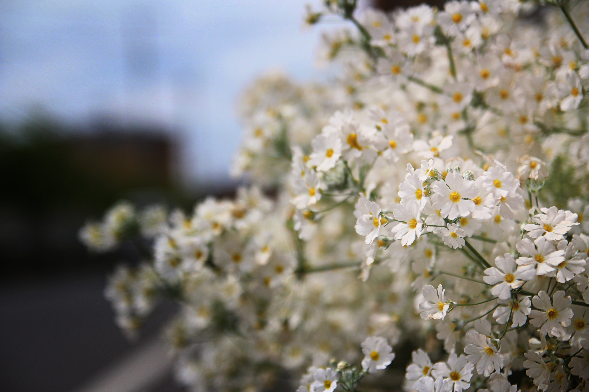 Canon EOS 600D (Rebel EOS T3i / EOS Kiss X5) sample photo. White flower photography