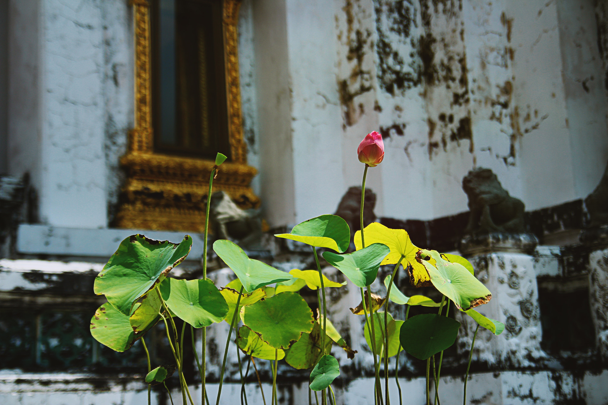 Canon EOS 600D (Rebel EOS T3i / EOS Kiss X5) sample photo. Lotus photography