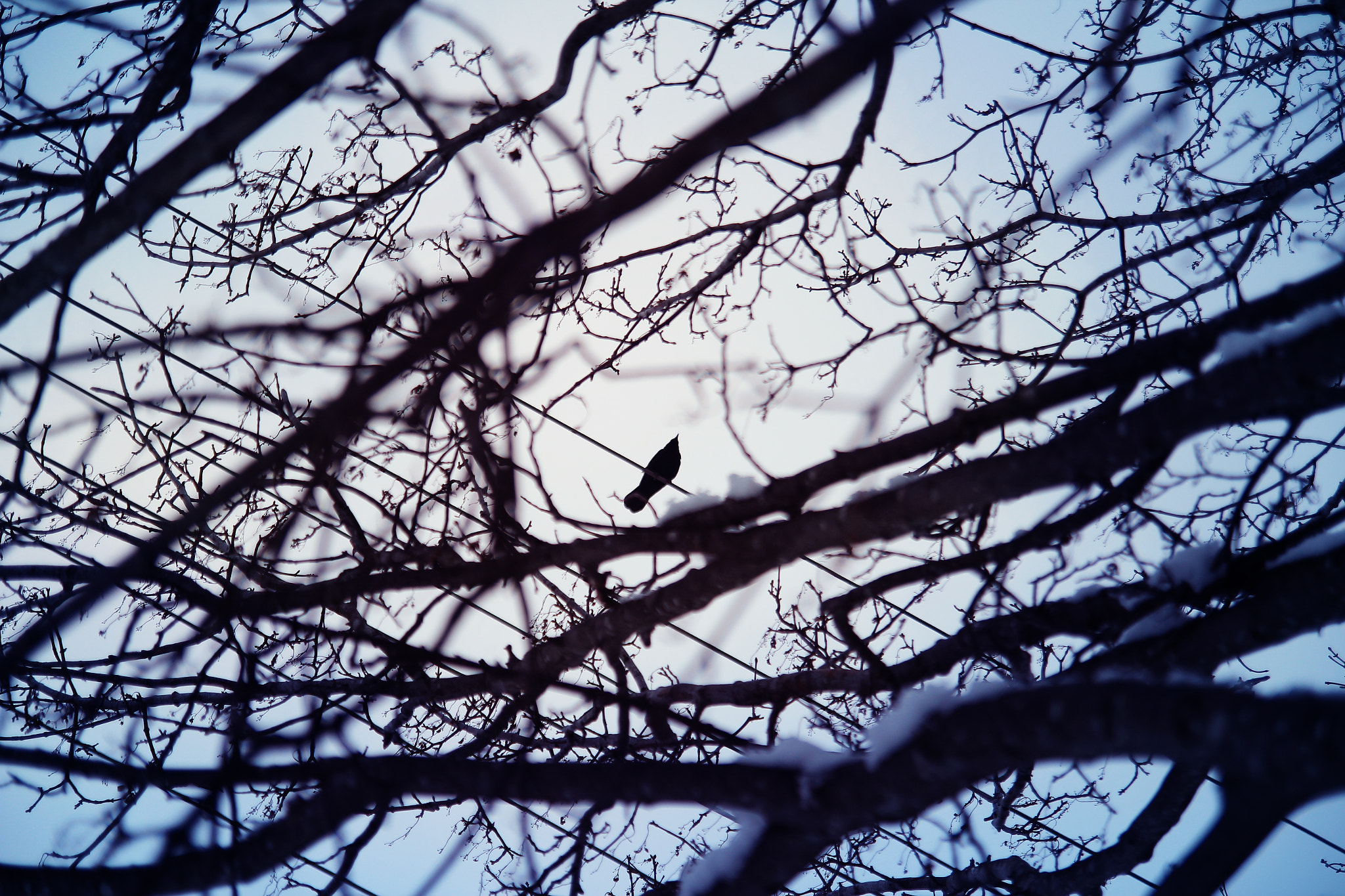 Canon EOS 600D (Rebel EOS T3i / EOS Kiss X5) sample photo. The bird photography