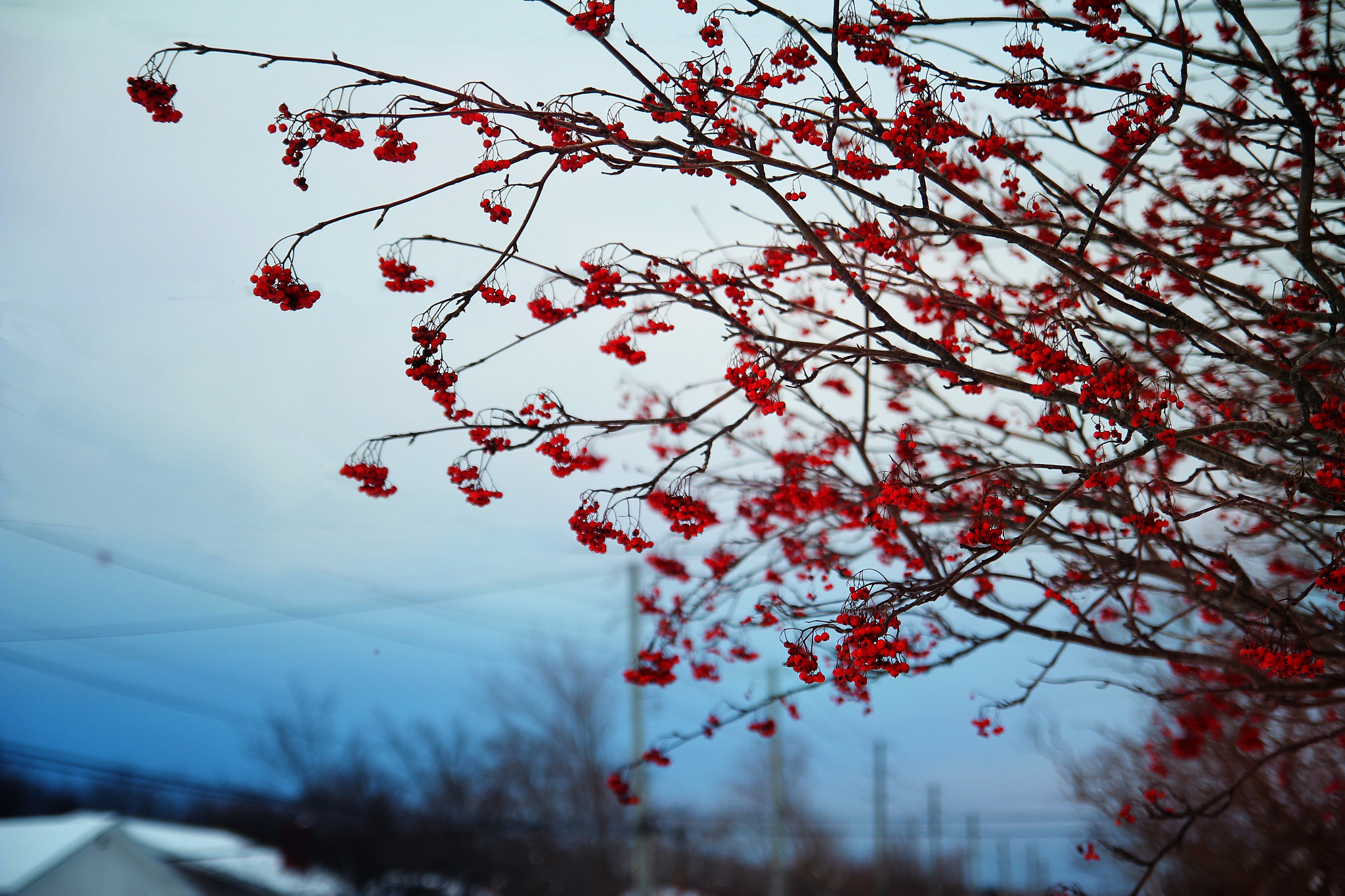 Canon EOS 600D (Rebel EOS T3i / EOS Kiss X5) sample photo. Winter color photography