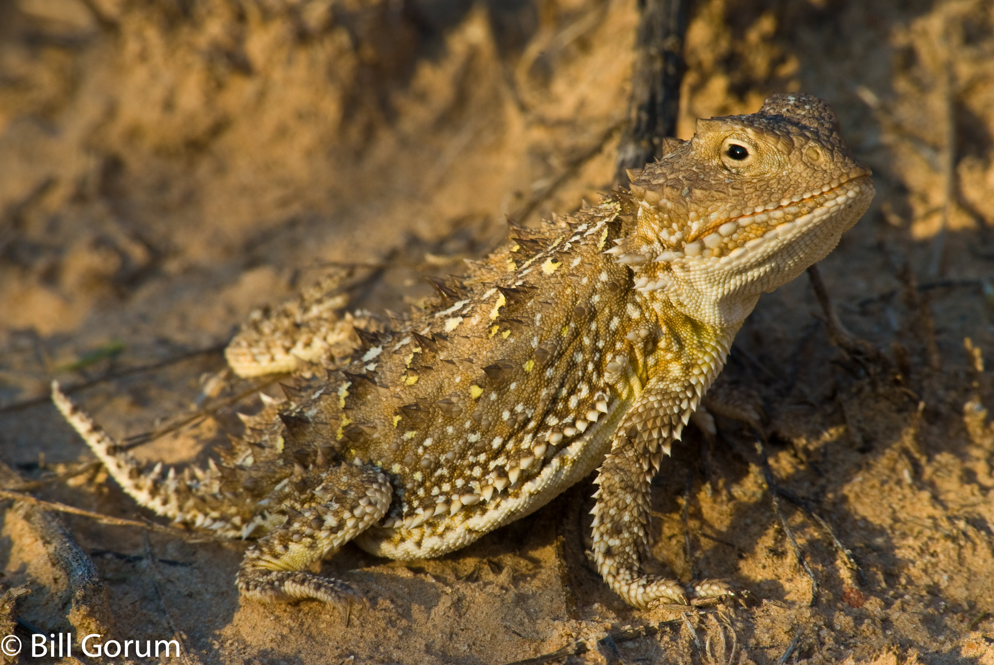 Nikon AF-Nikkor 80-200mm F2.8D ED sample photo. Greater short-horned lizard, phrynosoma hernandesi photography