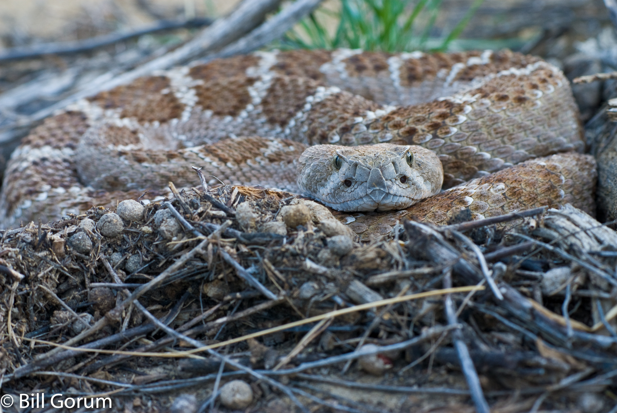 Nikon AF-Nikkor 80-200mm F2.8D ED sample photo. Western diamond-backed rattlesnake in ambush. photography
