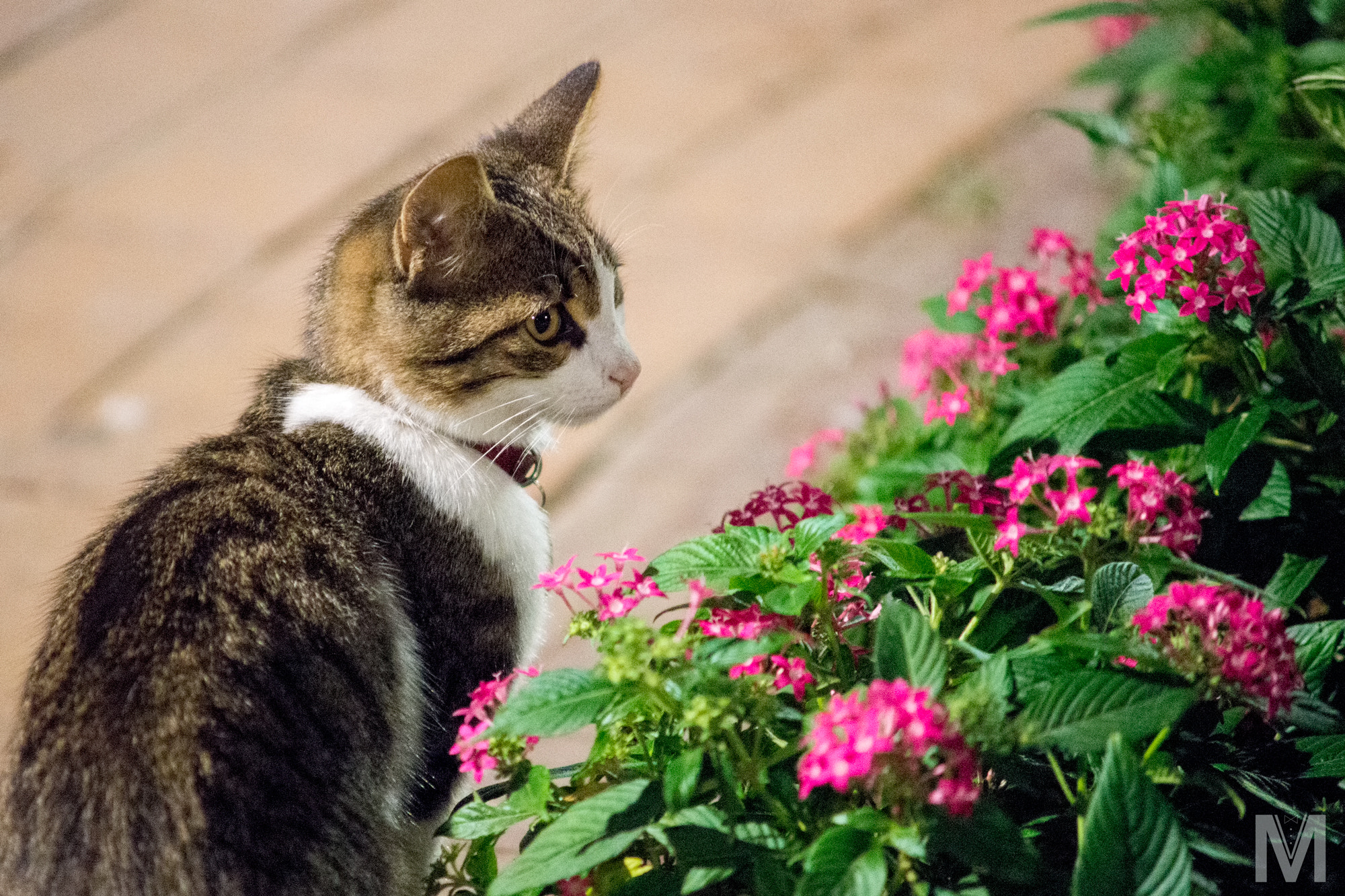 Sony a99 II + Minolta AF 70-210mm F4 Macro sample photo. Caturday. blooming. photography