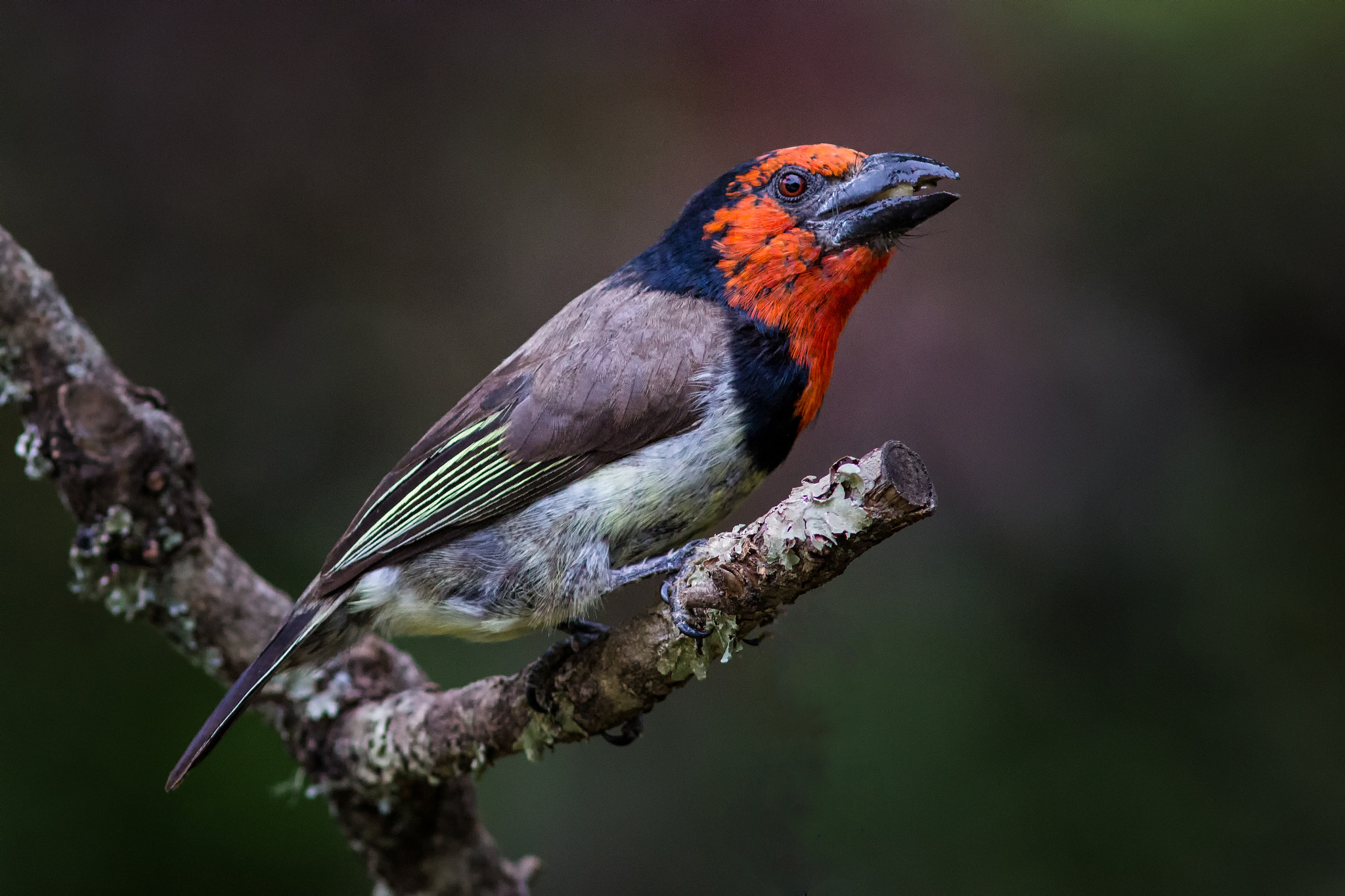 Canon EF 300mm F4L IS USM sample photo. Breakfast time! photography