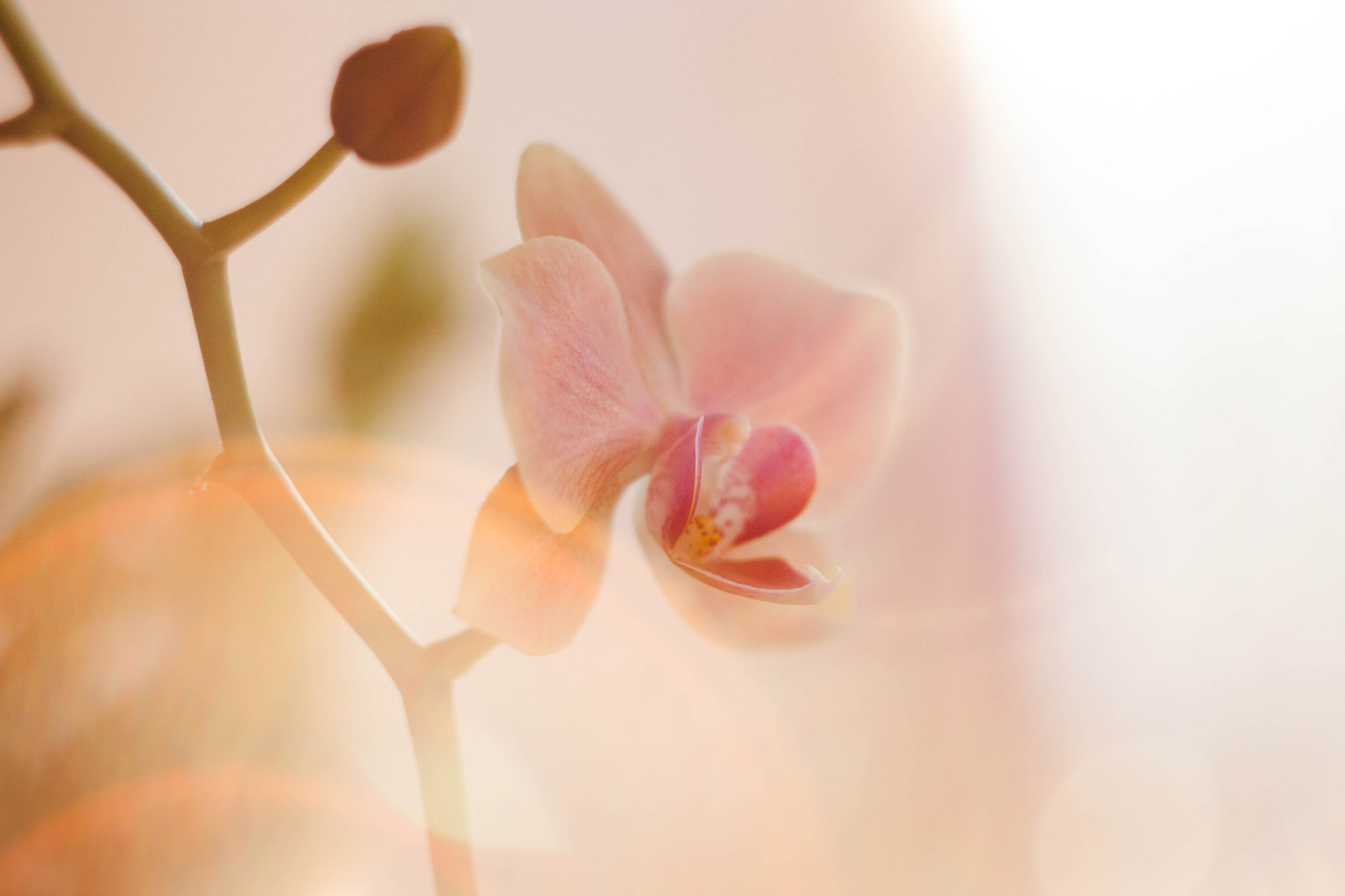 Canon EF 35-80mm f/4-5.6 sample photo. Soft orchid 2 photography