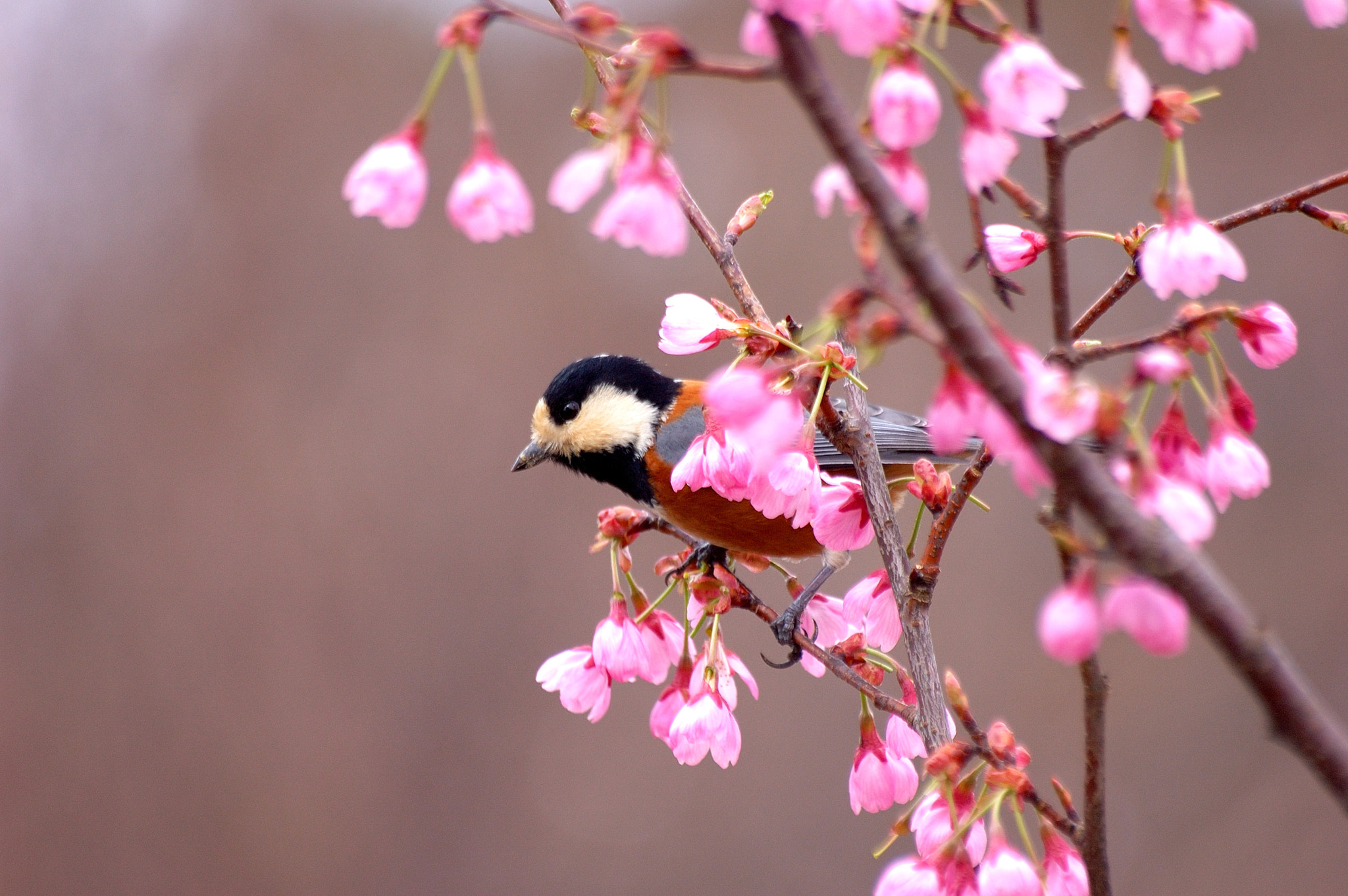 Sigma 70-300mm F4-5.6 APO Macro Super II sample photo. Spring has come photography