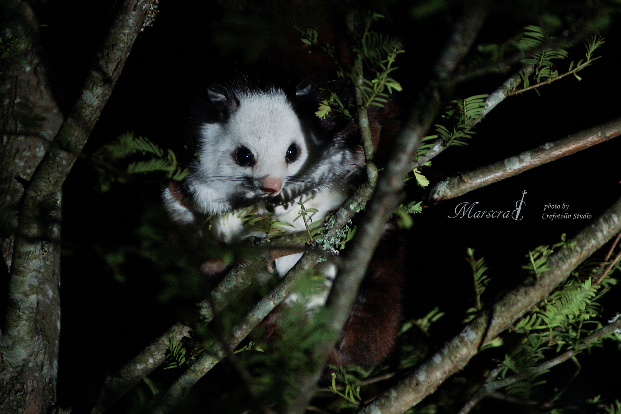 Minolta AF 80-200mm F2.8 HS-APO G sample photo. Cfdo photography