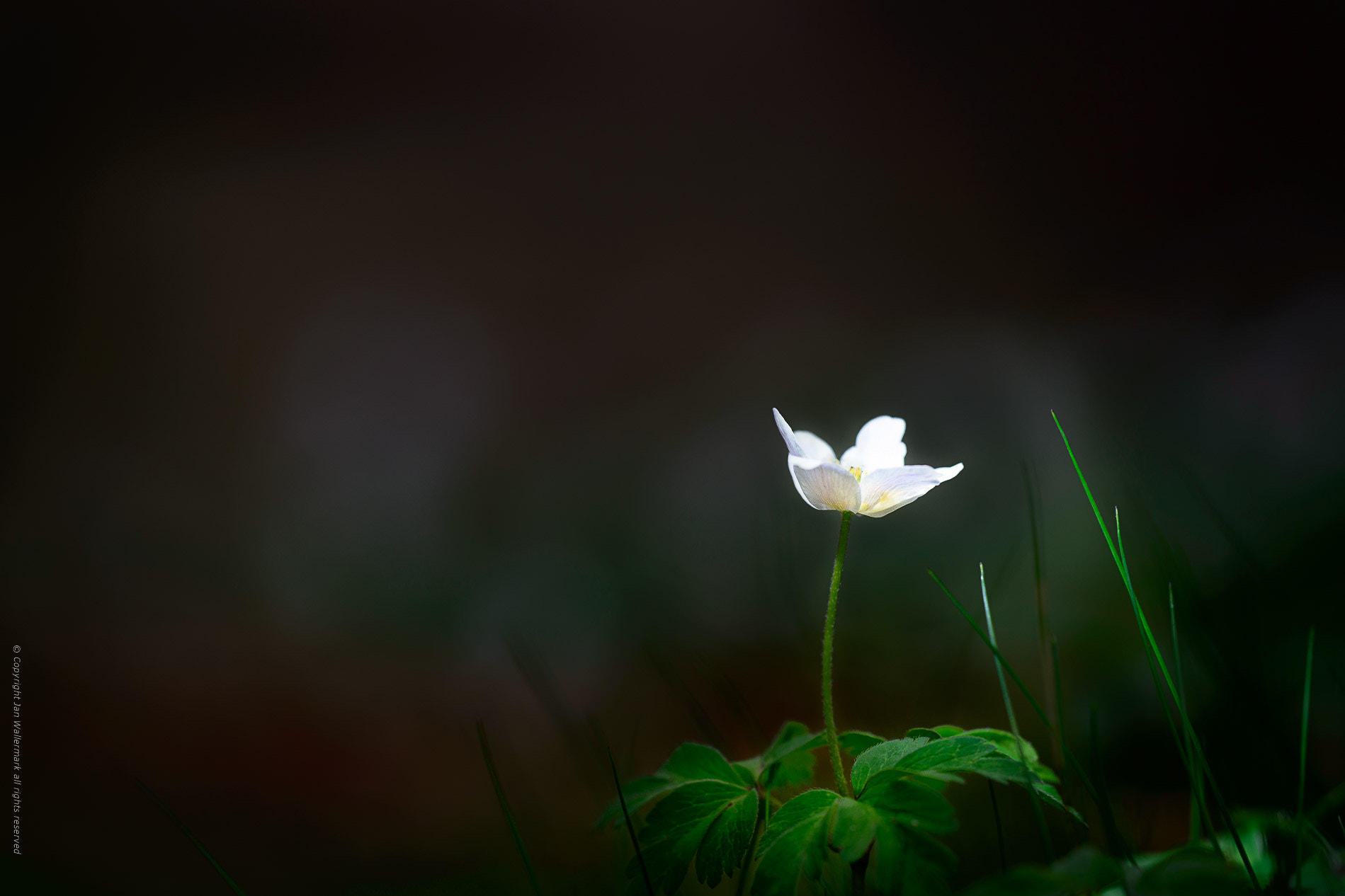 Sigma APO Macro 180mm F3.5 EX DG HSM sample photo. Absolut anemone photography