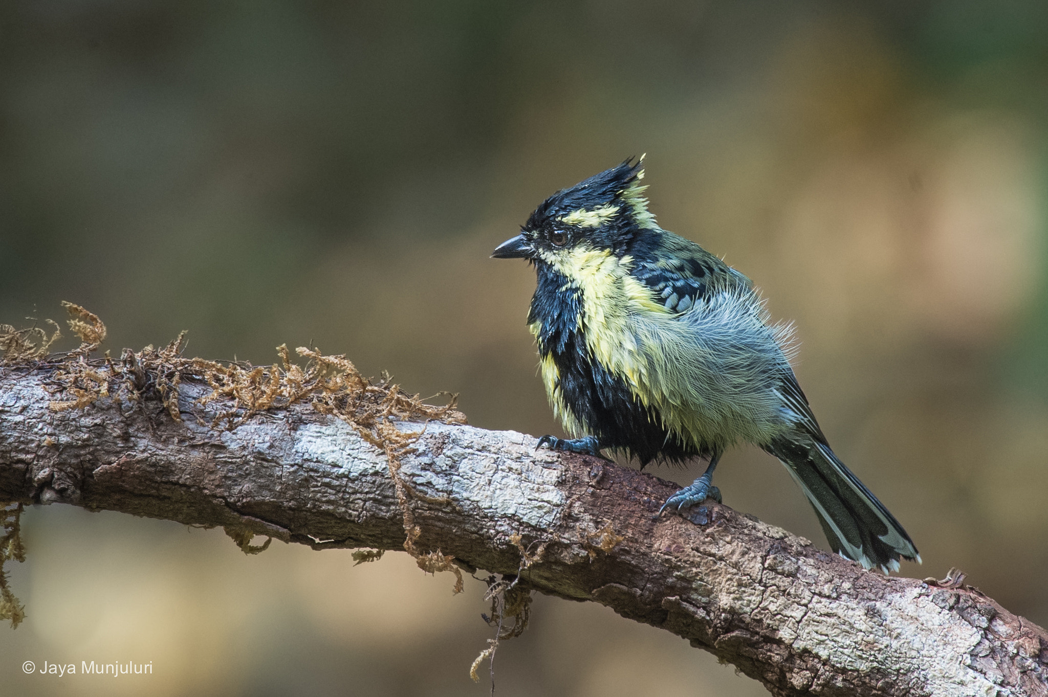 Nikon AF-S Nikkor 200-500mm F5.6E ED VR sample photo. Indian yellow tit photography