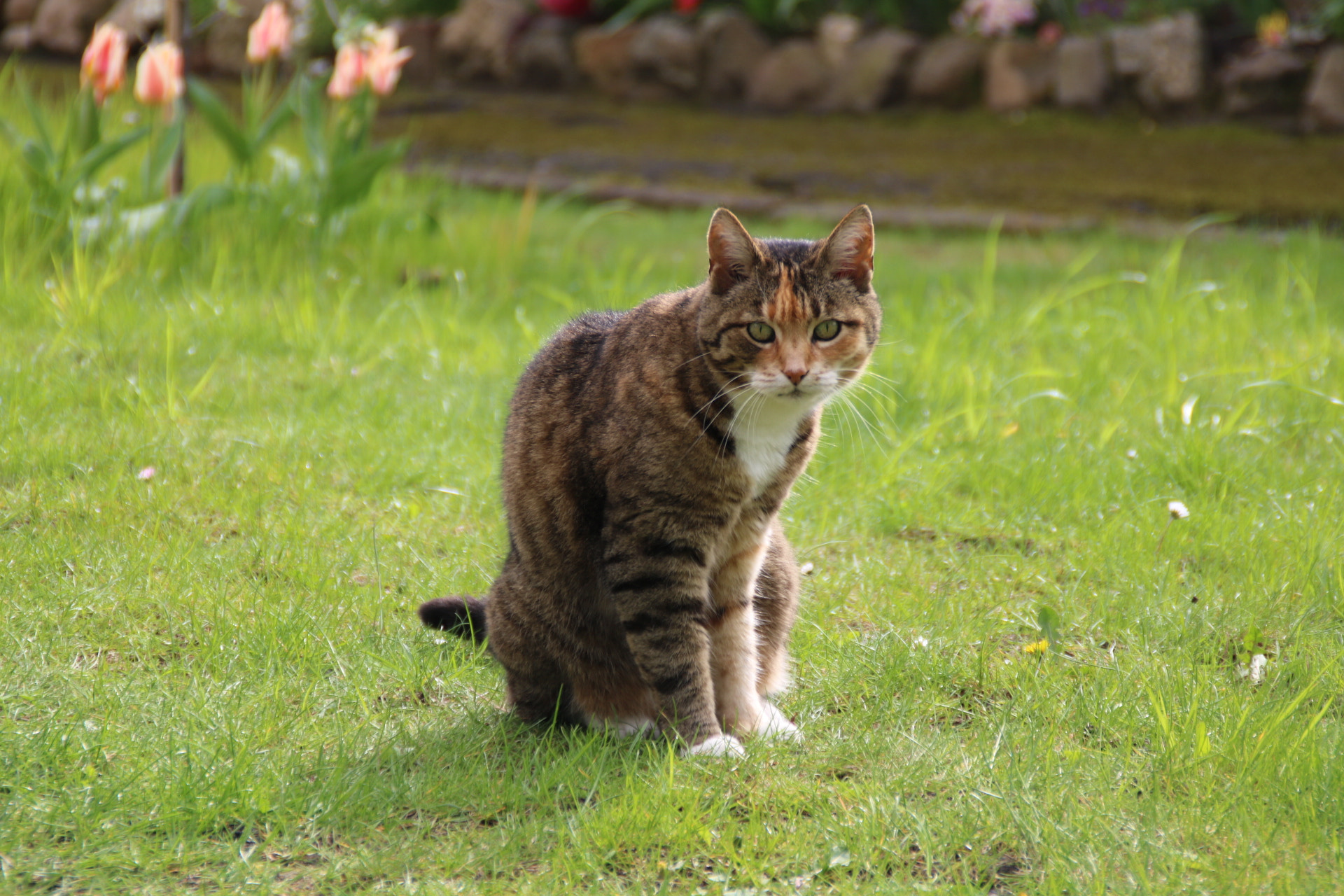 Canon EOS 760D (EOS Rebel T6s / EOS 8000D) sample photo. Kitty photography