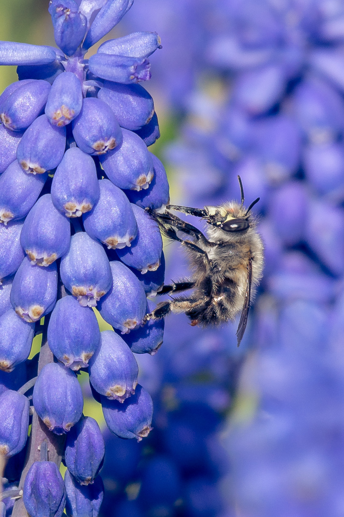 Samsung NX30 + Samsung NX 50-200mm F4-5.6 ED OIS sample photo. Hairy-footed flower bee photography