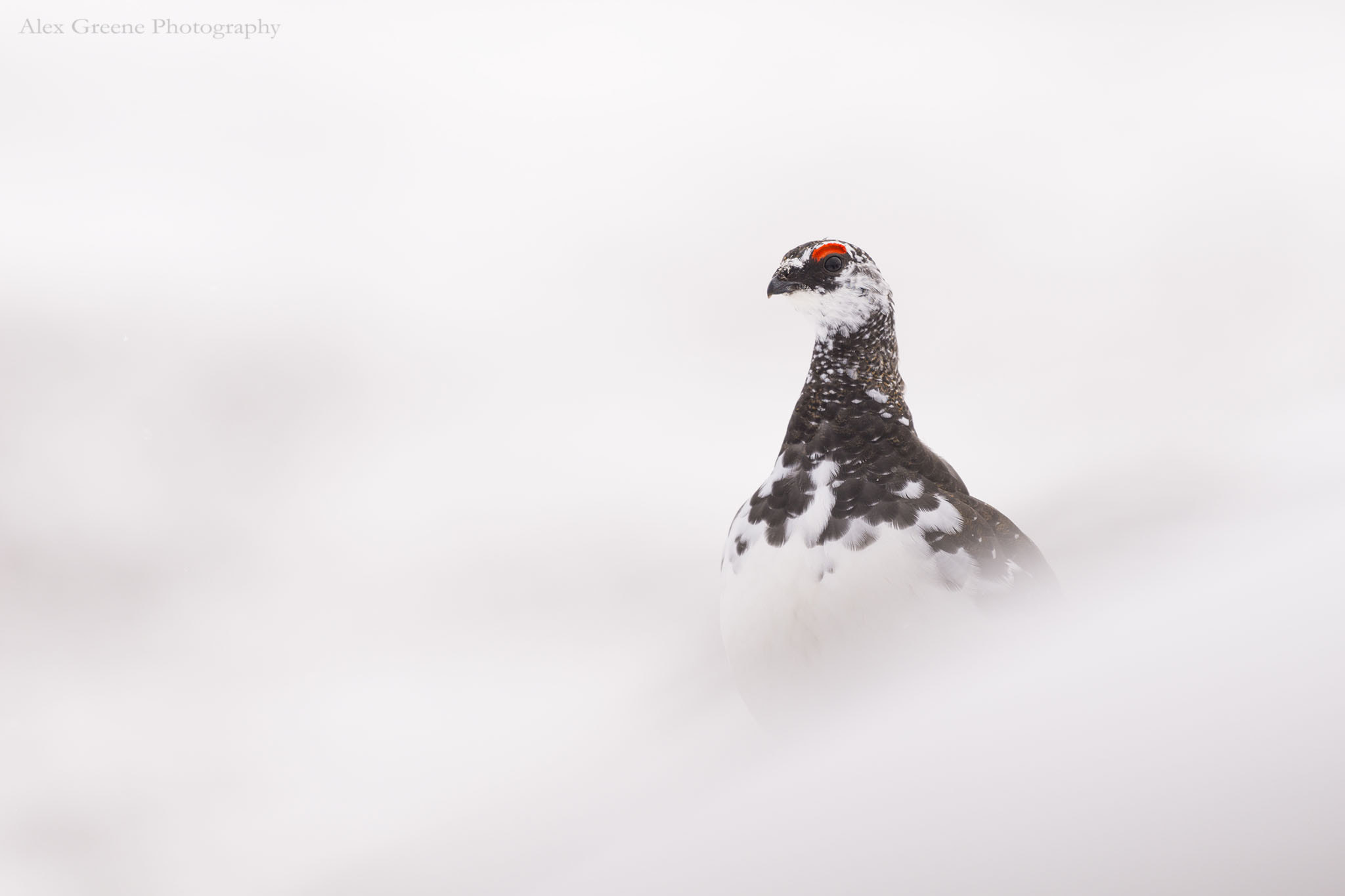 Nikon AF-S Nikkor 200-500mm F5.6E ED VR sample photo. Inquisitive ptarmigan photography