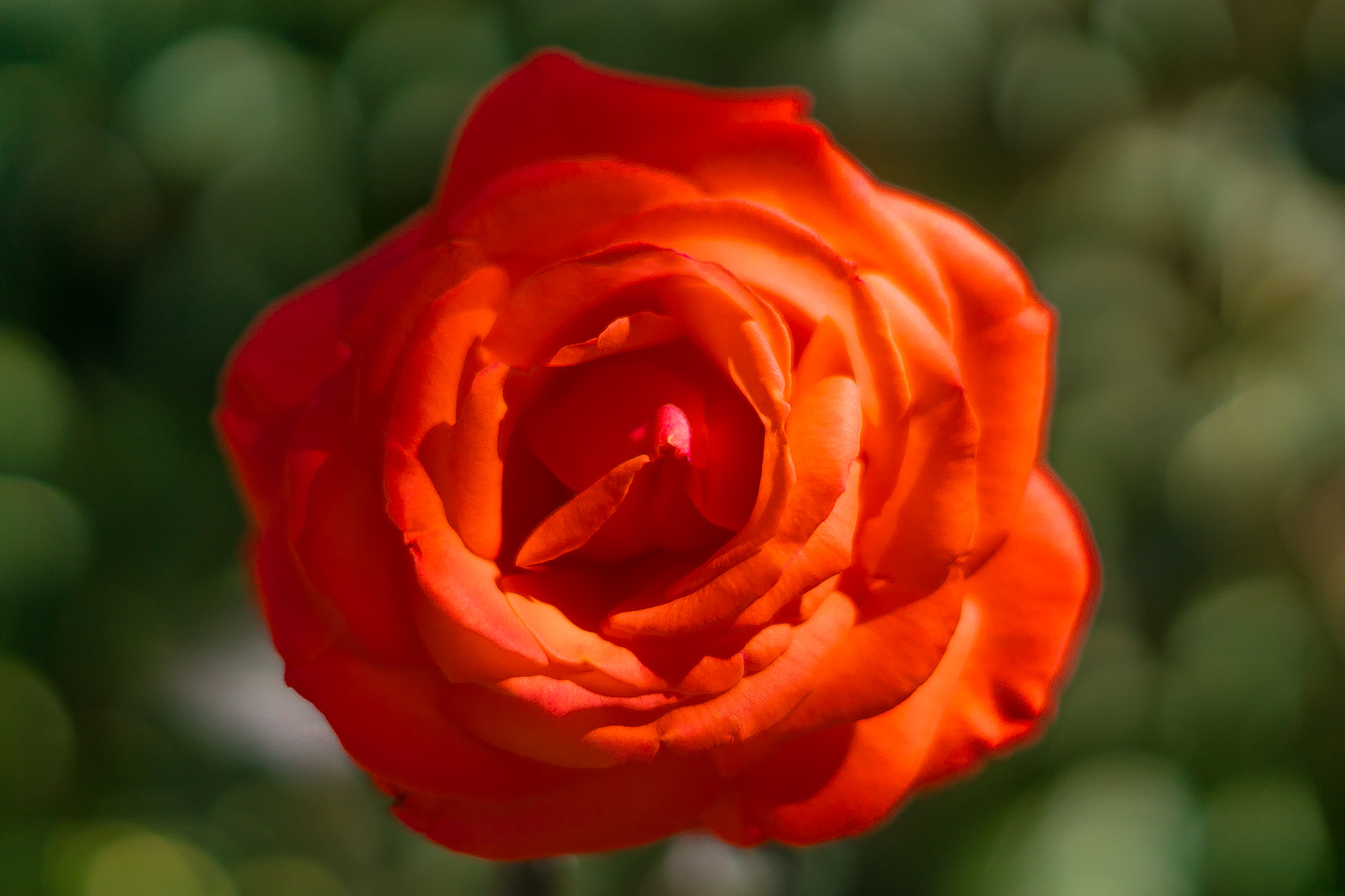 Sony ILCA-77M2 + Sony 50mm F1.4 sample photo. Dsc05927-1.jpg photography
