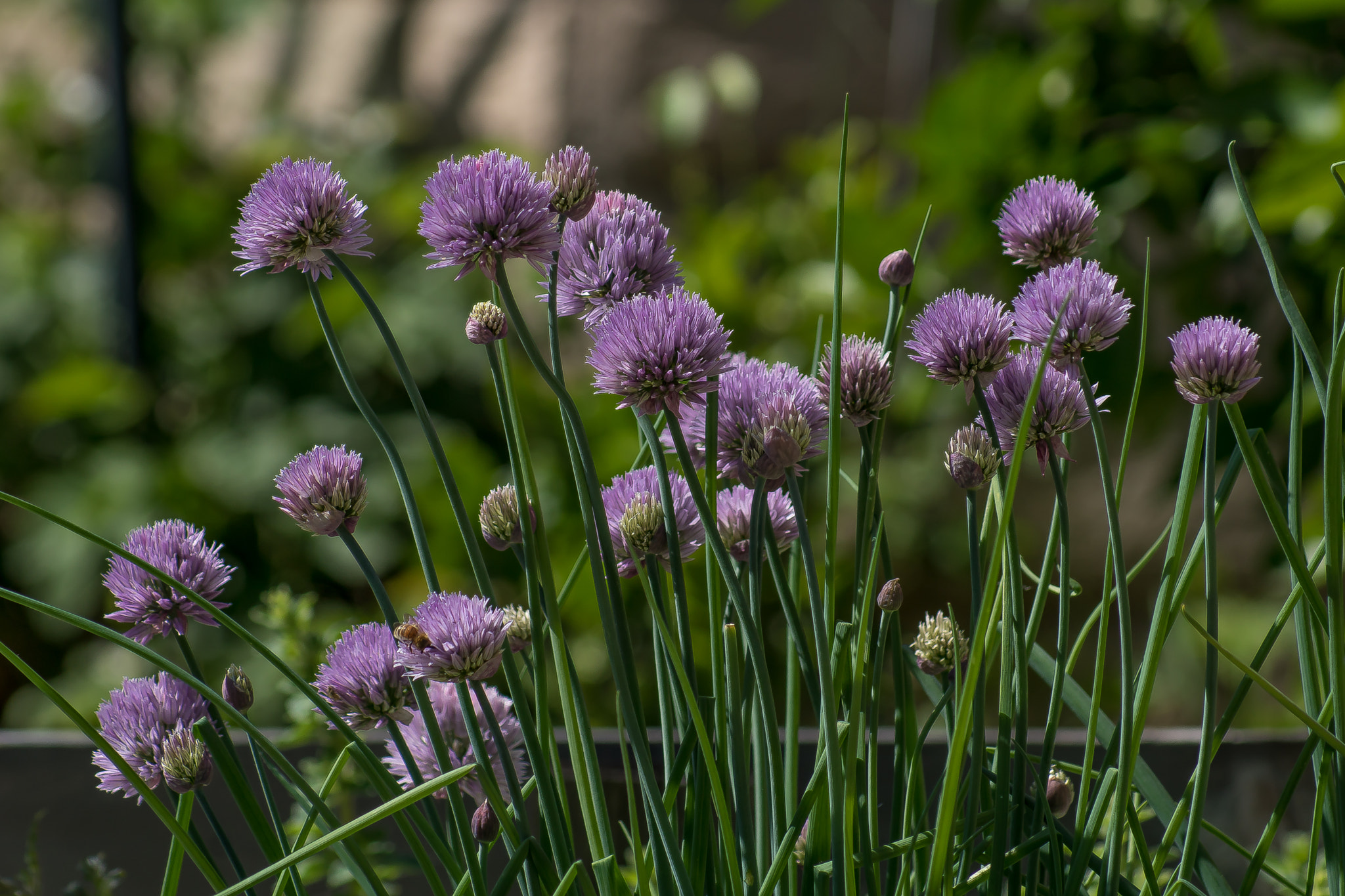 Sony 75-300mm F4.5-5.6 sample photo. Dsc05969-1.jpg photography