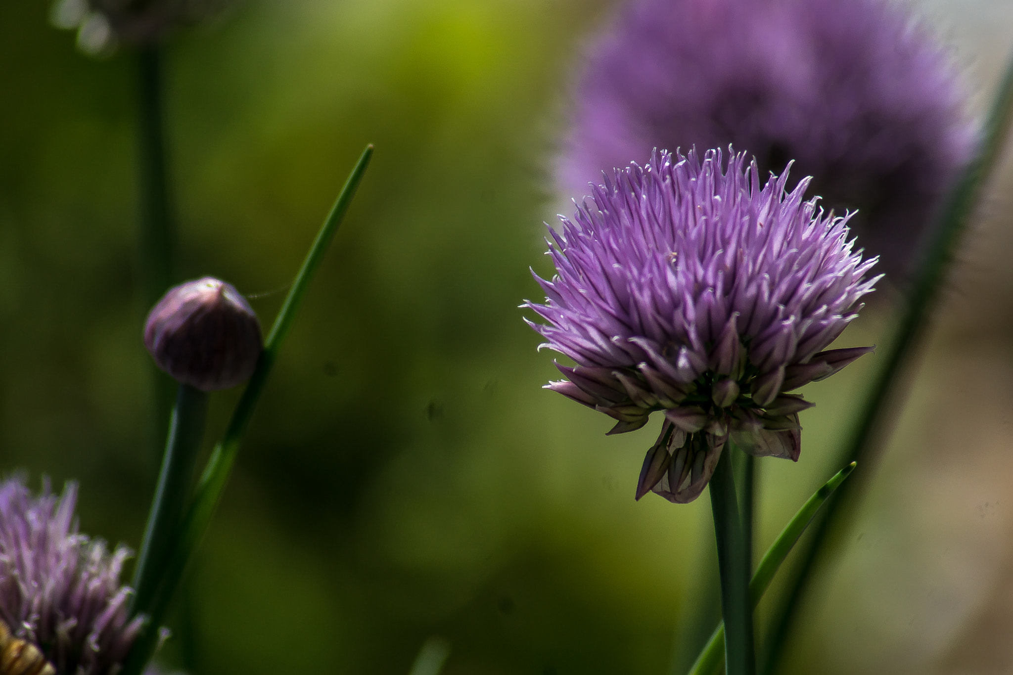 Sony 75-300mm F4.5-5.6 sample photo. Dsc06028-1.jpg photography