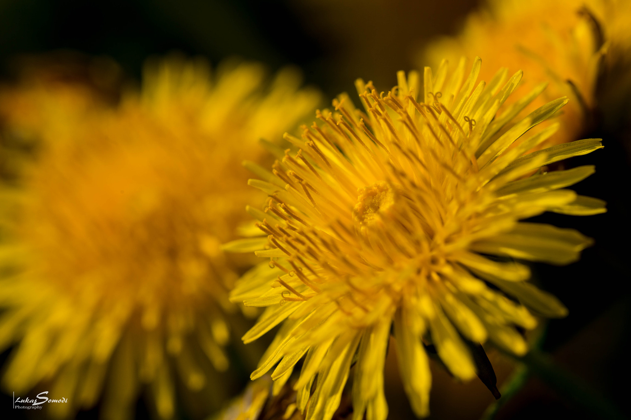 Sigma 150mm f/2.8 EX DG OS HSM APO Macro sample photo. Dandelion photography