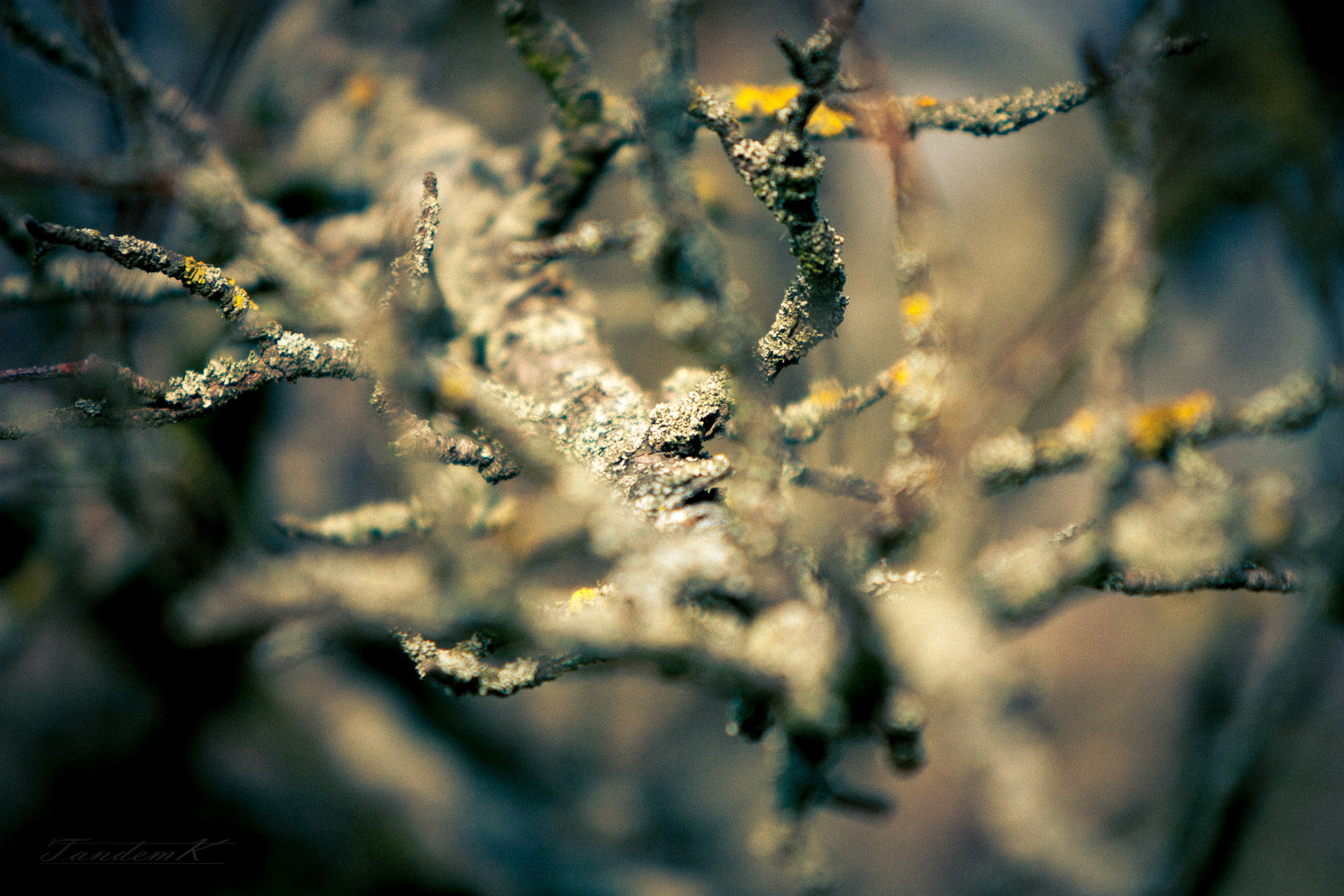 Canon EF 70-200mm F2.8L IS USM sample photo. Untitled photography