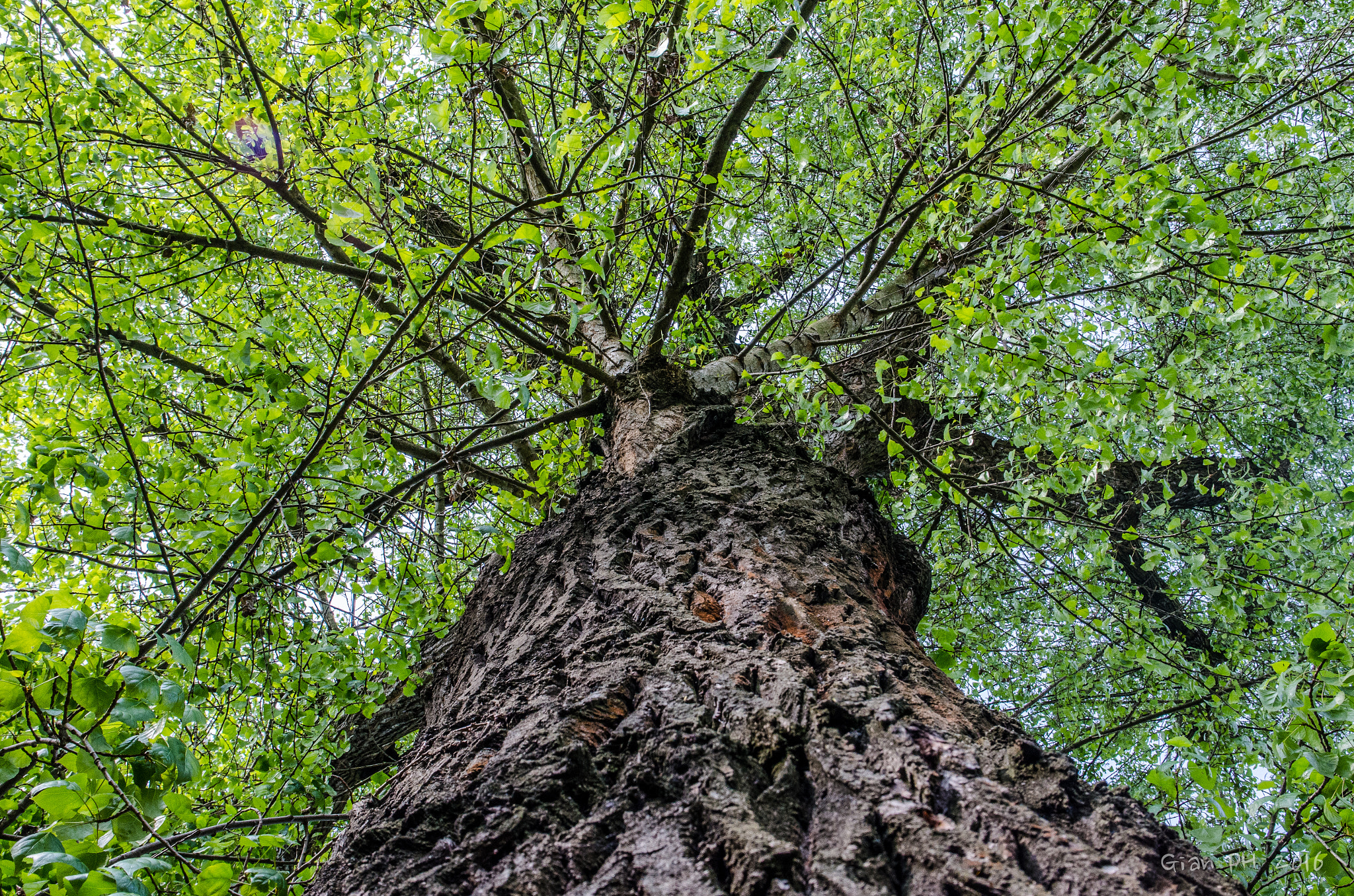 Sigma 17-70mm F2.8-4 DC Macro OS HSM | C sample photo. Aprile photography