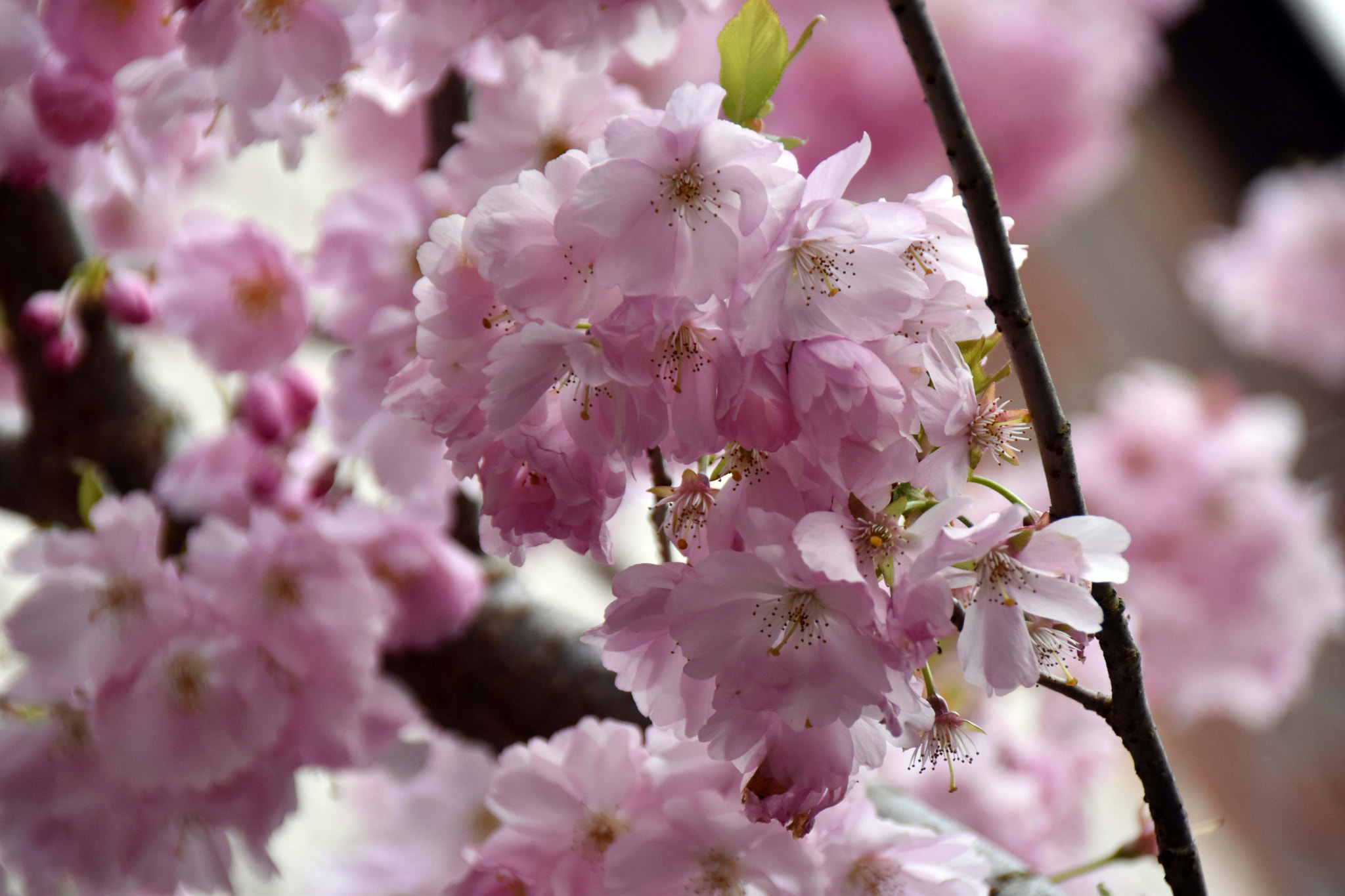 Sigma 18-250mm F3.5-6.3 DC Macro OS HSM sample photo. Japanese cherry photography