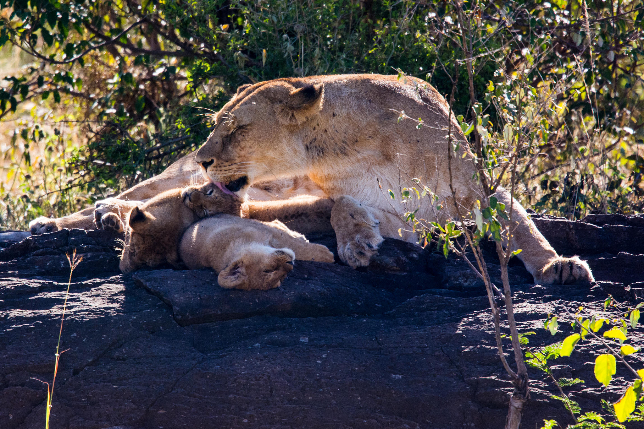 Nikon Nikkor AF-S 300mm F4E PF ED VR sample photo. Grooming her cubs photography