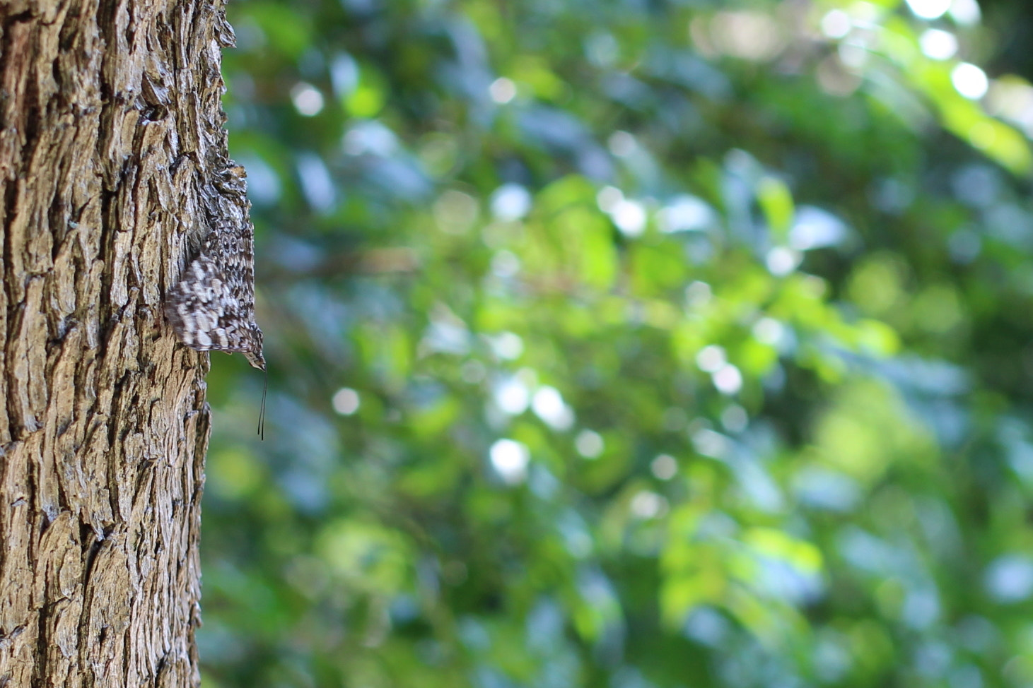 Canon EF 50mm F2.5 Macro sample photo. Camuflagem photography