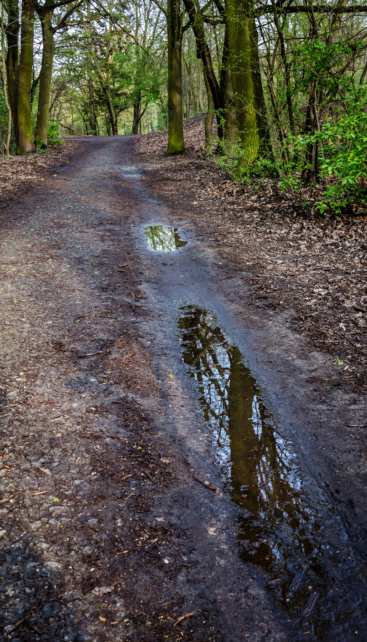 Sigma 24-105mm f/4 DG OS HSM | A sample photo. Waldweg photography