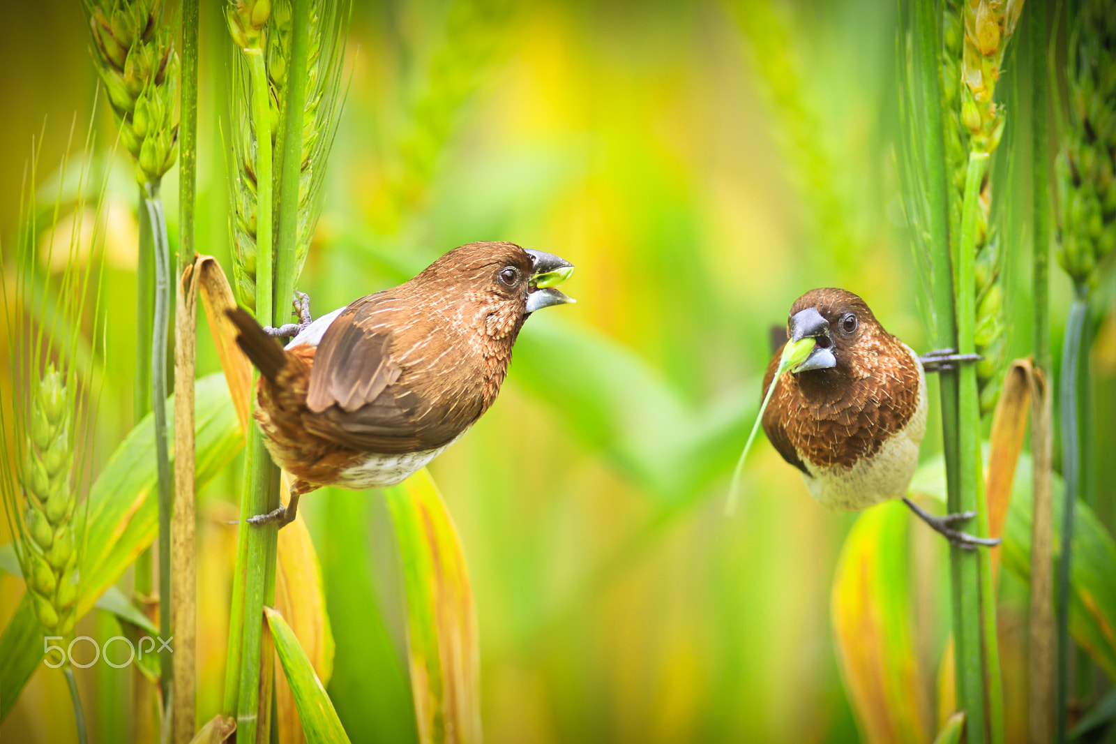 Canon EF 300mm F2.8L IS USM sample photo. A happy day photography