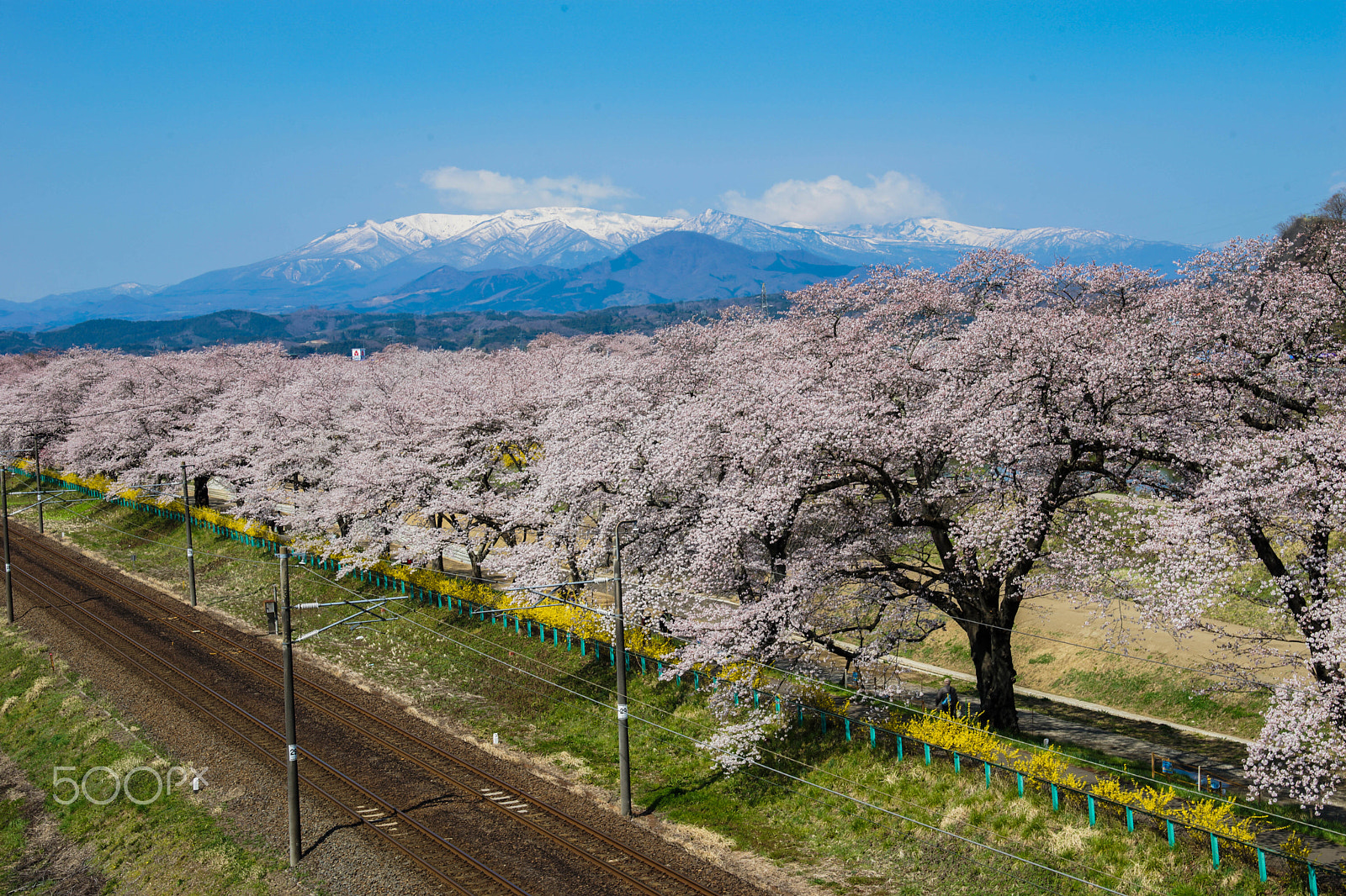 Sony a99 II + Minolta AF 28-70mm F2.8 G sample photo. Cherry blossom with zao mountain and rail photography