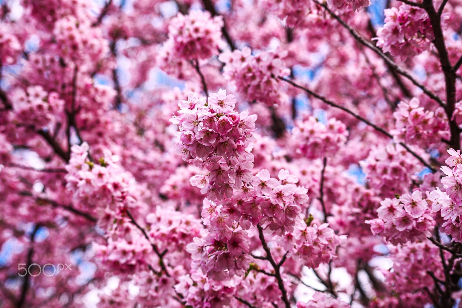 Sigma 70-300mm F4-5.6 APO DG Macro sample photo. Sakura photography