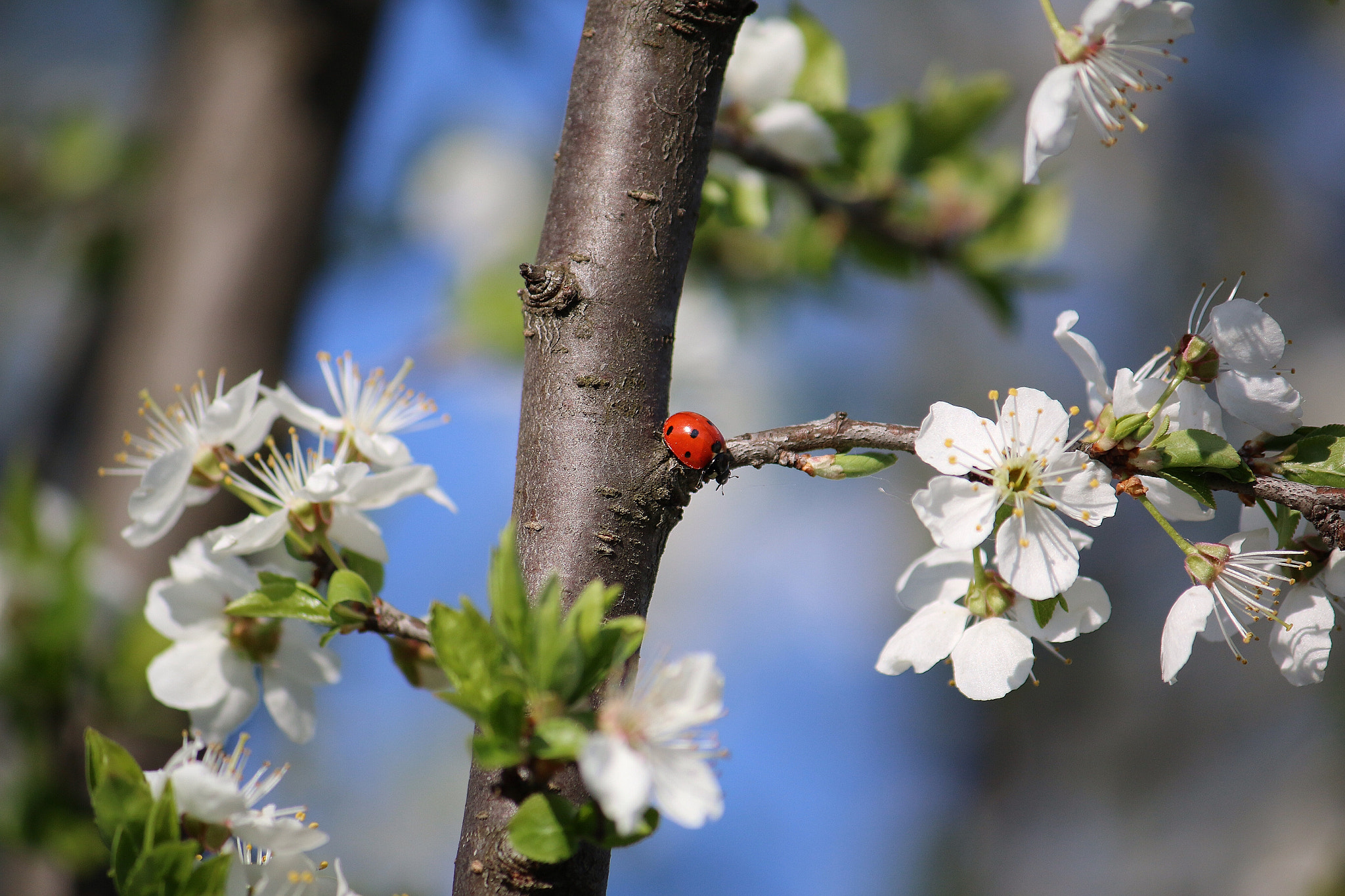 Canon EF-S 55-250mm F4-5.6 IS sample photo. Spring photography