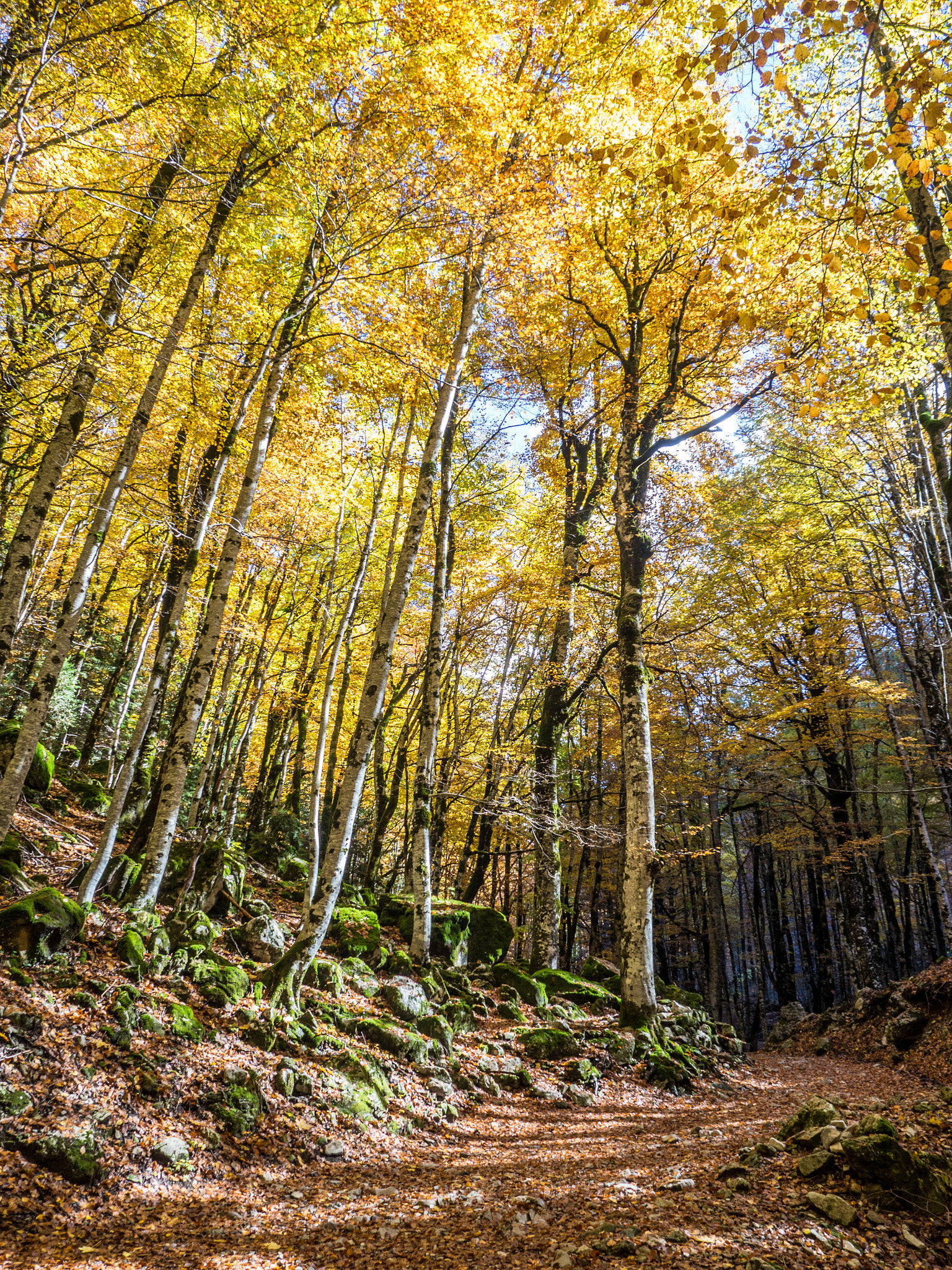 Olympus OM-D E-M10 + OLYMPUS M.12-50mm F3.5-6.3 sample photo. Otoño en el valle de ordesa photography
