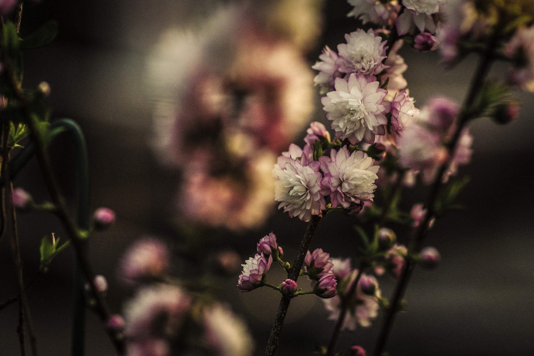 Sony SLT-A77 + 85mm F1.4 sample photo. No title photography