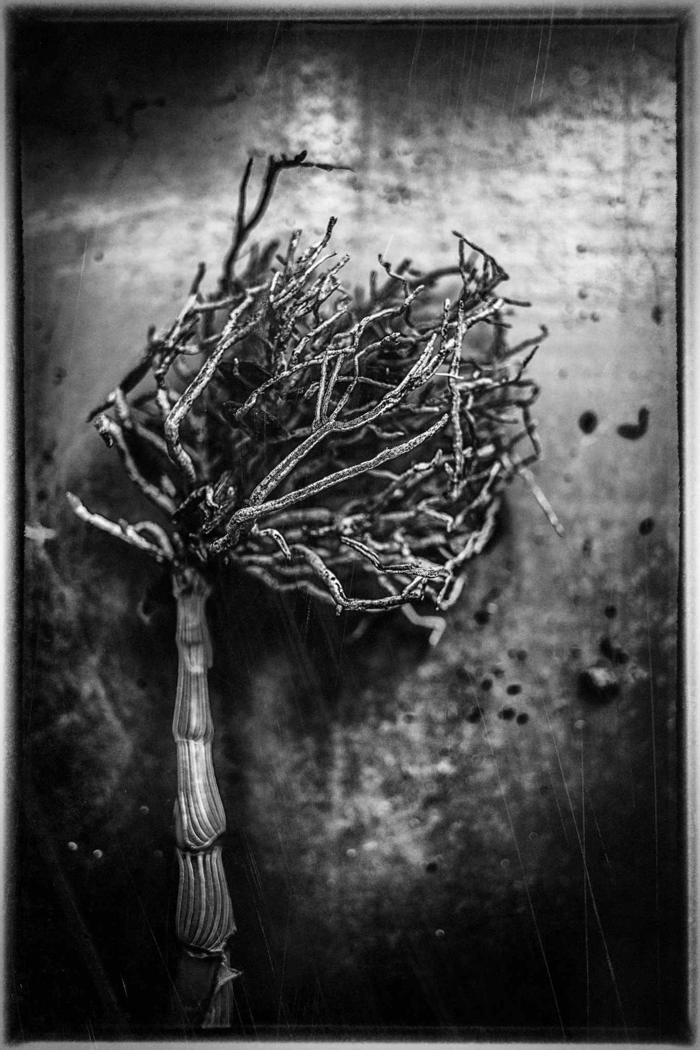 Canon EF 24mm F2.8 IS USM sample photo. Root tree photography