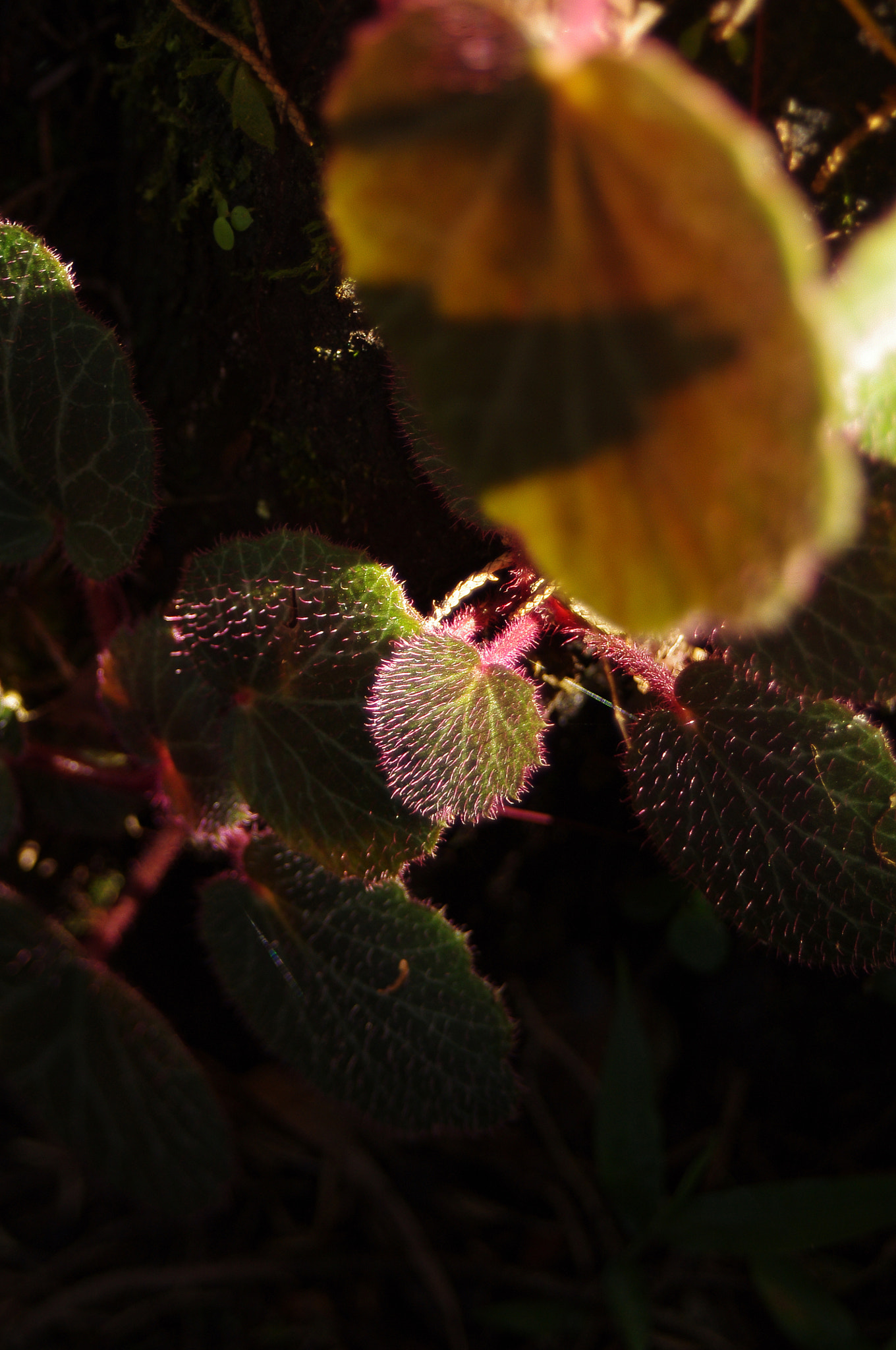 Pentax K-r + smc PENTAX-FA J 28-80mm F3.5-5.6 AL sample photo. 虎耳草 saxifraga stolonifera photography