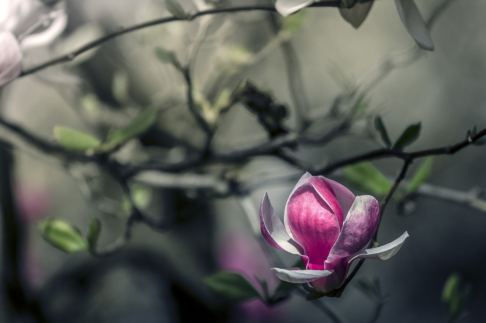 Canon EOS 600D (Rebel EOS T3i / EOS Kiss X5) + Canon EF 300mm f/2.8L sample photo. Pink magnolia... photography