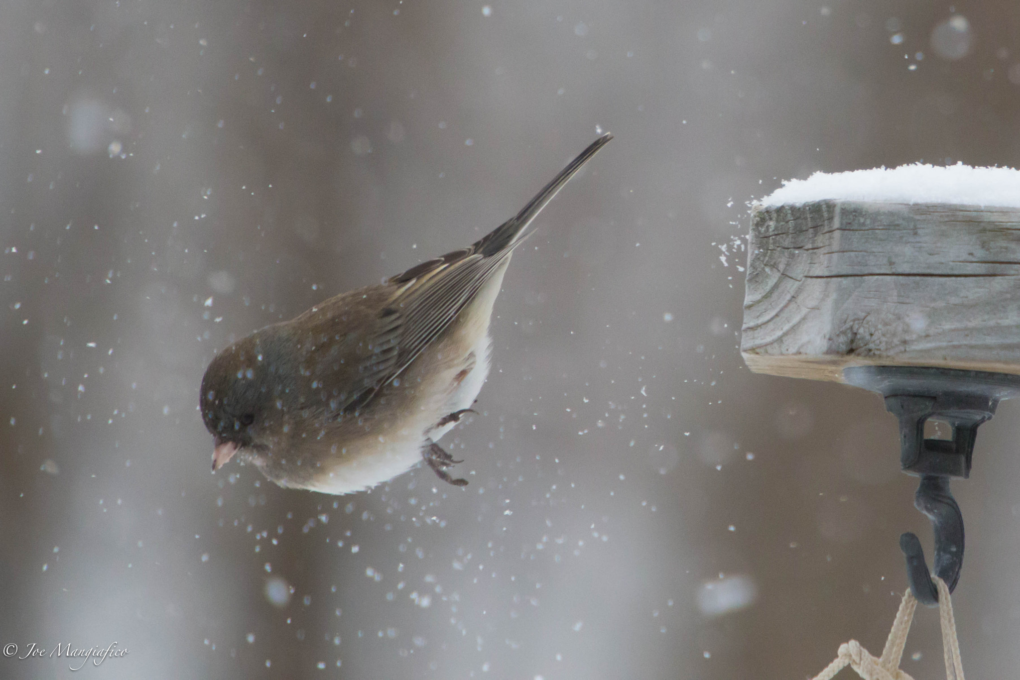 Canon EOS 6D + Canon EF 70-200mm F2.8L USM sample photo. Diving junco photography