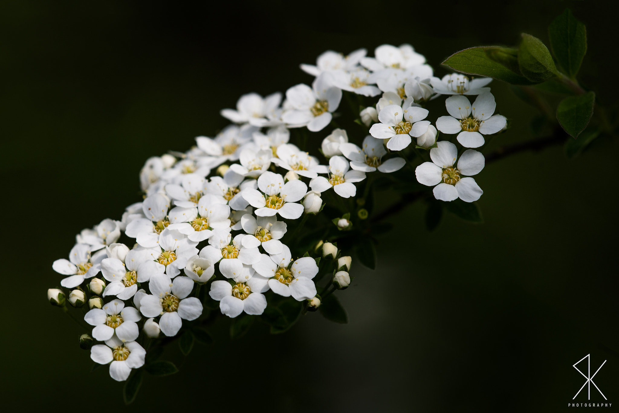 Sigma 150mm F2.8 EX DG Macro HSM sample photo. . photography