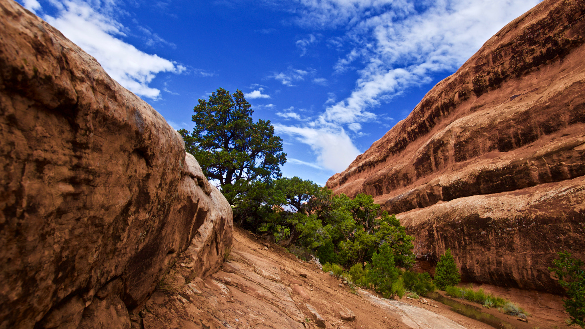 Canon EOS 5D Mark II + Canon EF 16-35mm F2.8L USM sample photo. Canyons and pines photography