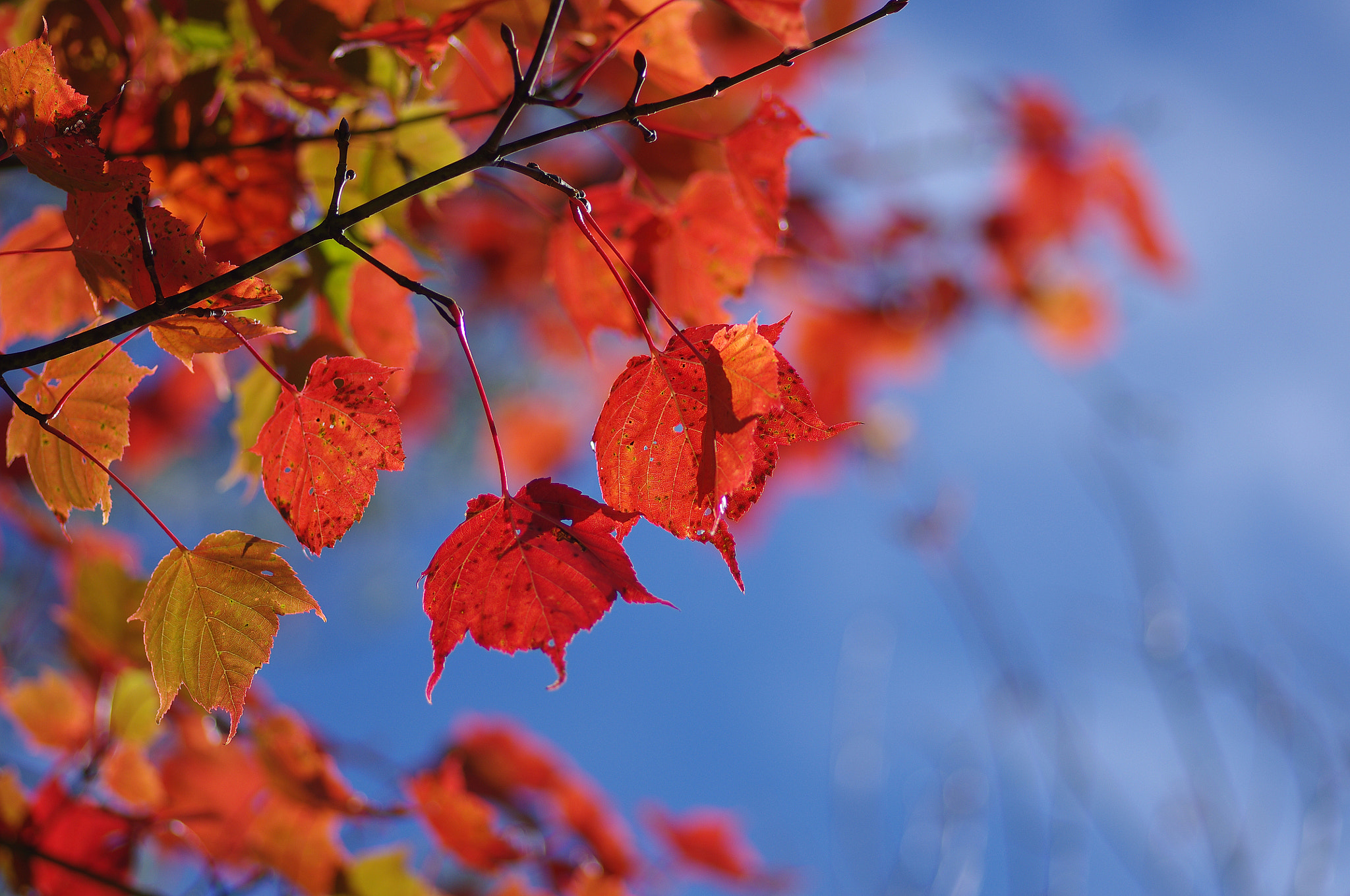 Pentax smc D-FA 100mm F2.8 Macro WR sample photo. 台灣紅榨槭 acer morrisonense photography