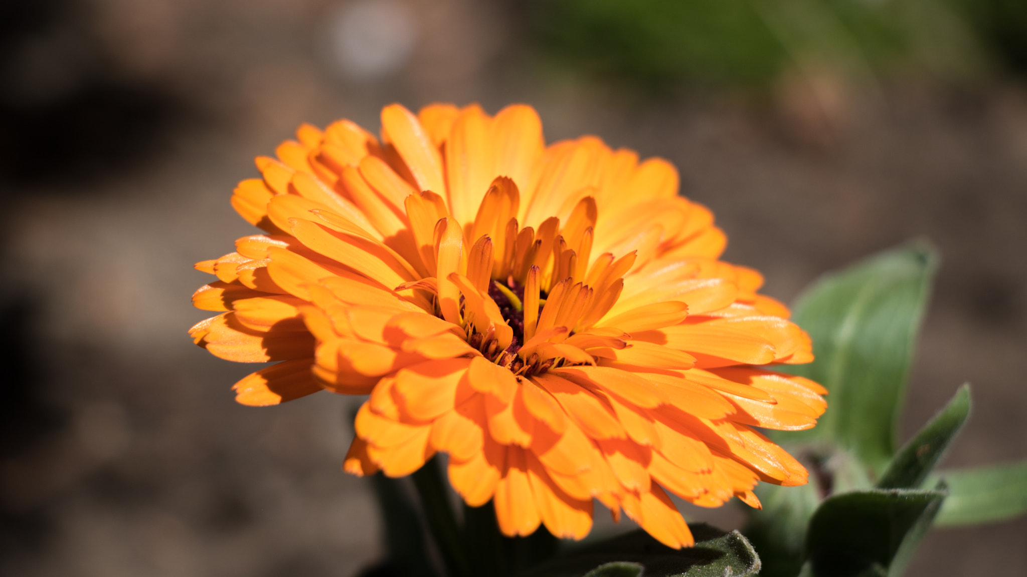 Canon EF-S 18-135mm F3.5-5.6 IS STM sample photo. Beautiful orange flower photography