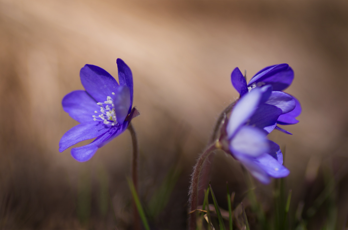 Pentax K-5 sample photo. Spring flowers photography