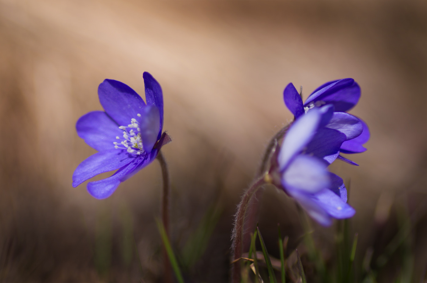 Pentax smc D-FA 100mm F2.8 macro sample photo. Spring flowers photography