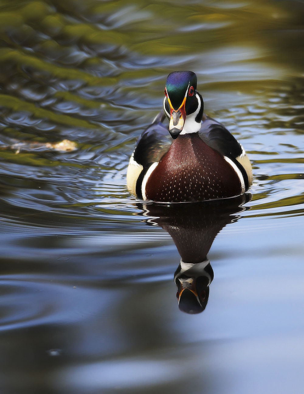 Nikon D700 + Nikon AF-S Nikkor 300mm F4D ED-IF sample photo. Wood duck gliding photography