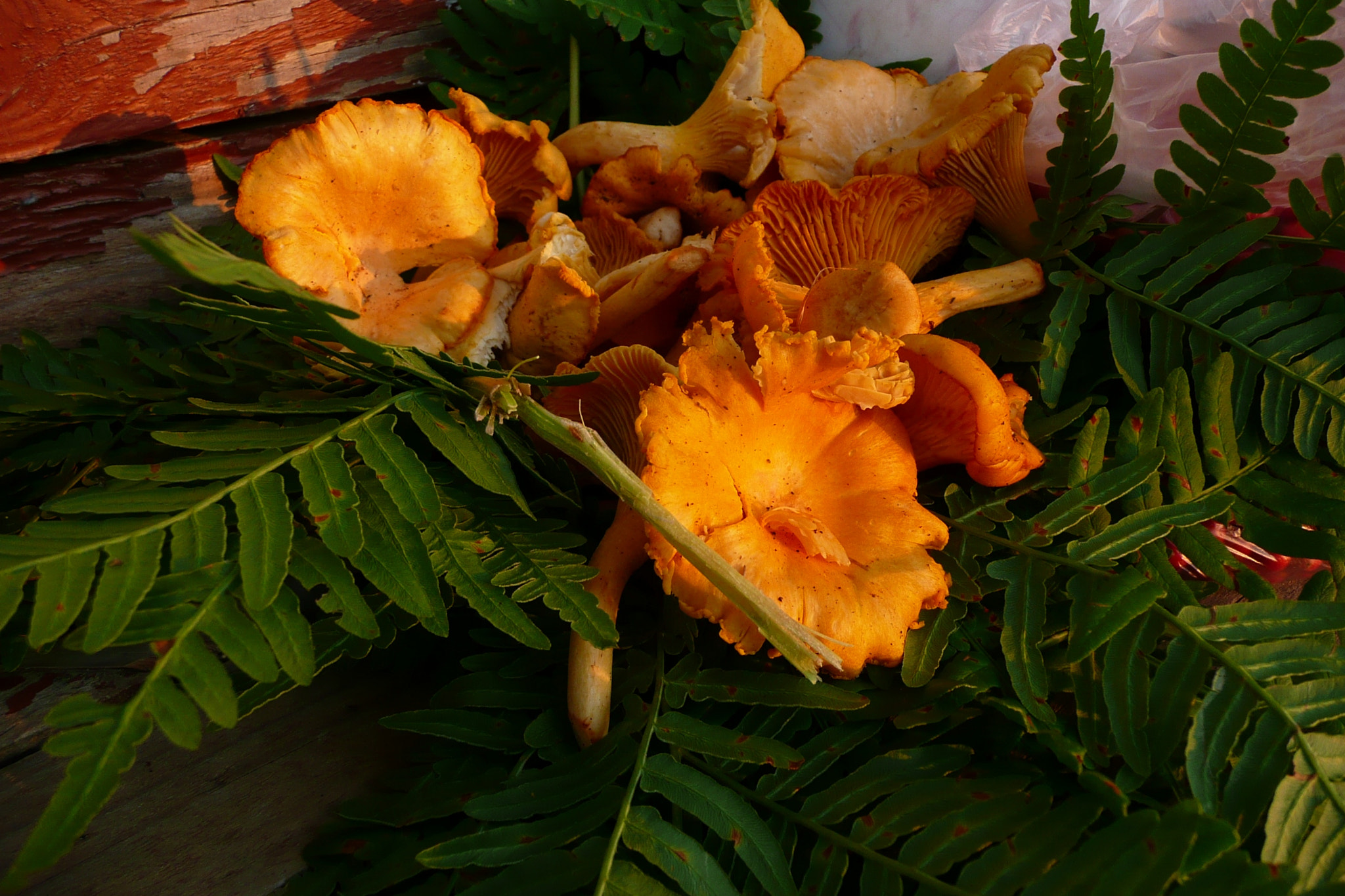 Panasonic DMC-TZ2 sample photo. Mushroom. photography