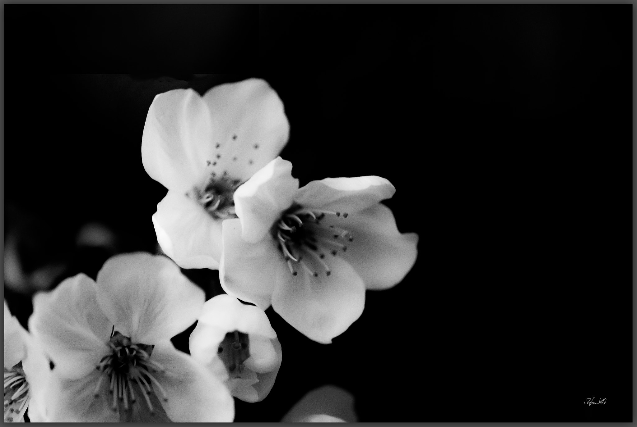 Canon EOS 600D (Rebel EOS T3i / EOS Kiss X5) + Sigma 105mm F2.8 EX DG Macro sample photo. - spring blossom - photography