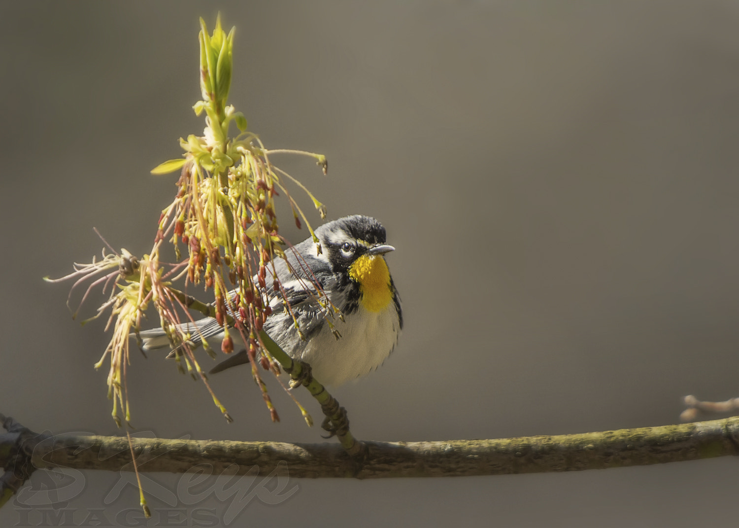 Nikon D7200 + Sigma 500mm F4.5 EX DG HSM sample photo. Show off (yellow-throated warbler) photography