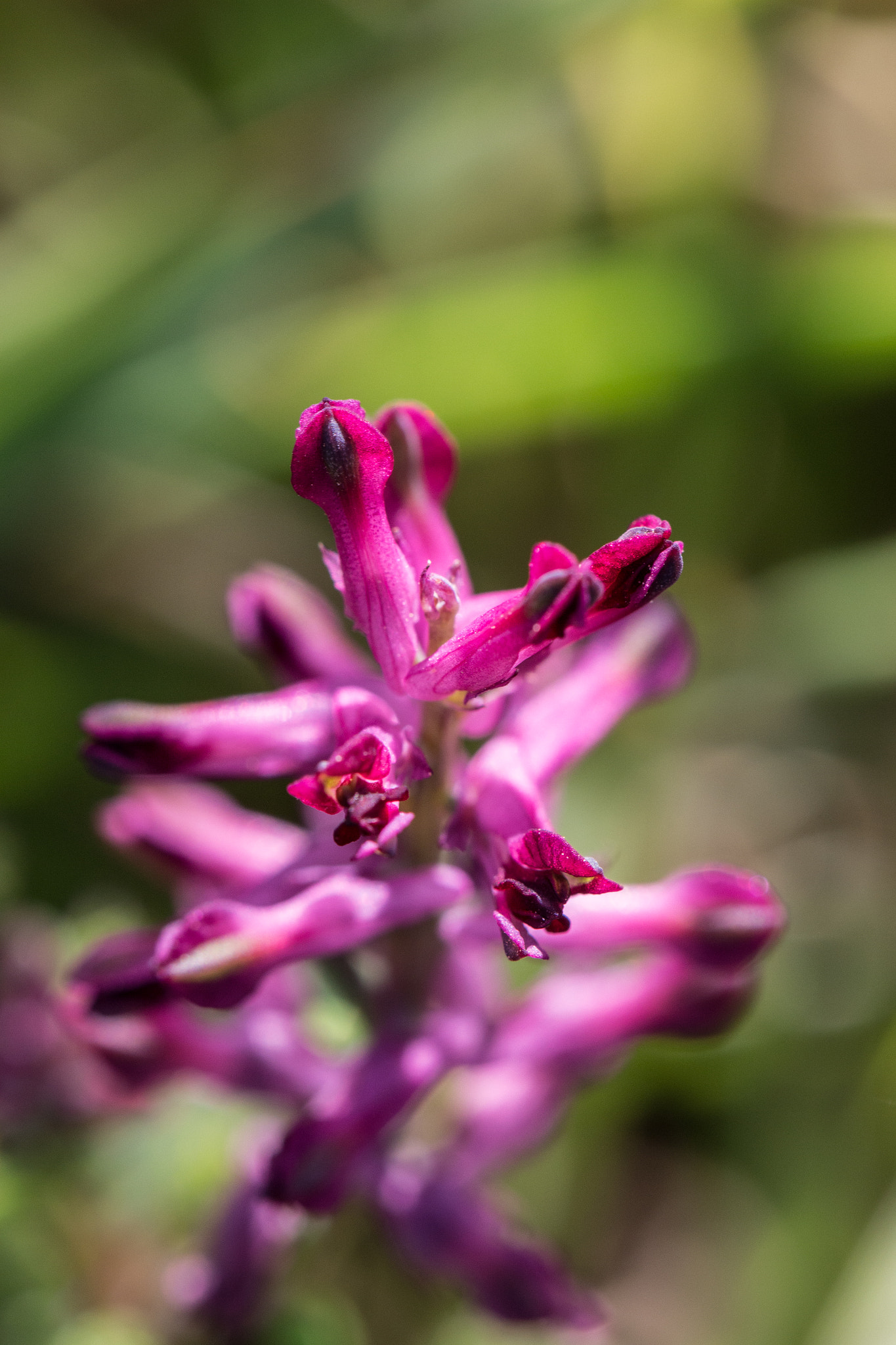 Canon EOS 100D (EOS Rebel SL1 / EOS Kiss X7) + Canon EF 100mm F2.8L Macro IS USM sample photo. Fumaria muralis photography