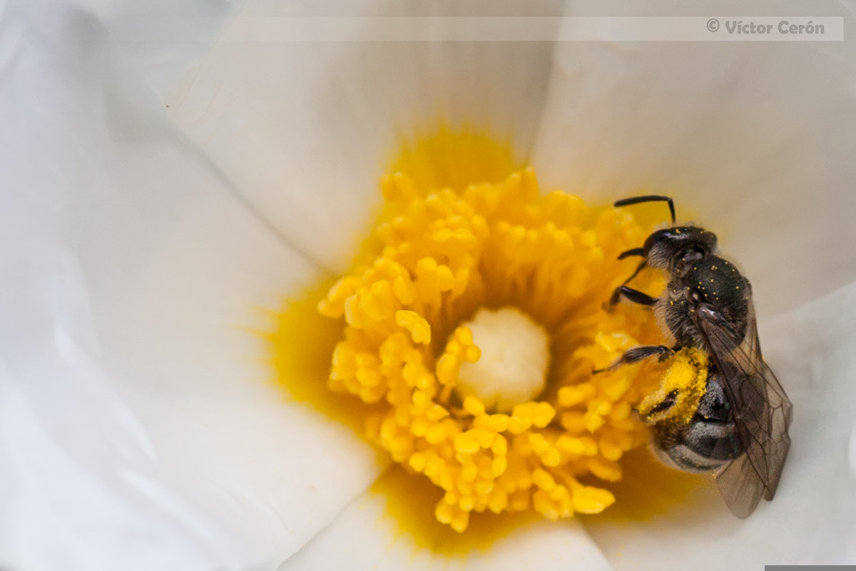 Canon EOS 50D + Tamron SP AF 90mm F2.8 Di Macro sample photo. Abeja recolectando photography