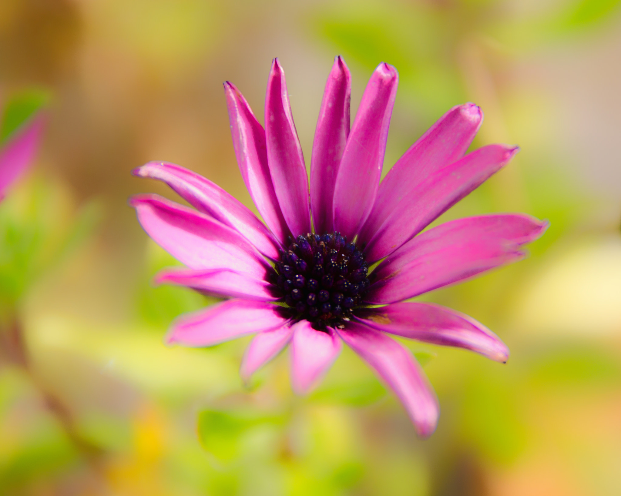 Sigma 17-70mm F2.8-4 DC Macro OS HSM | C sample photo. Flower bokeh photography